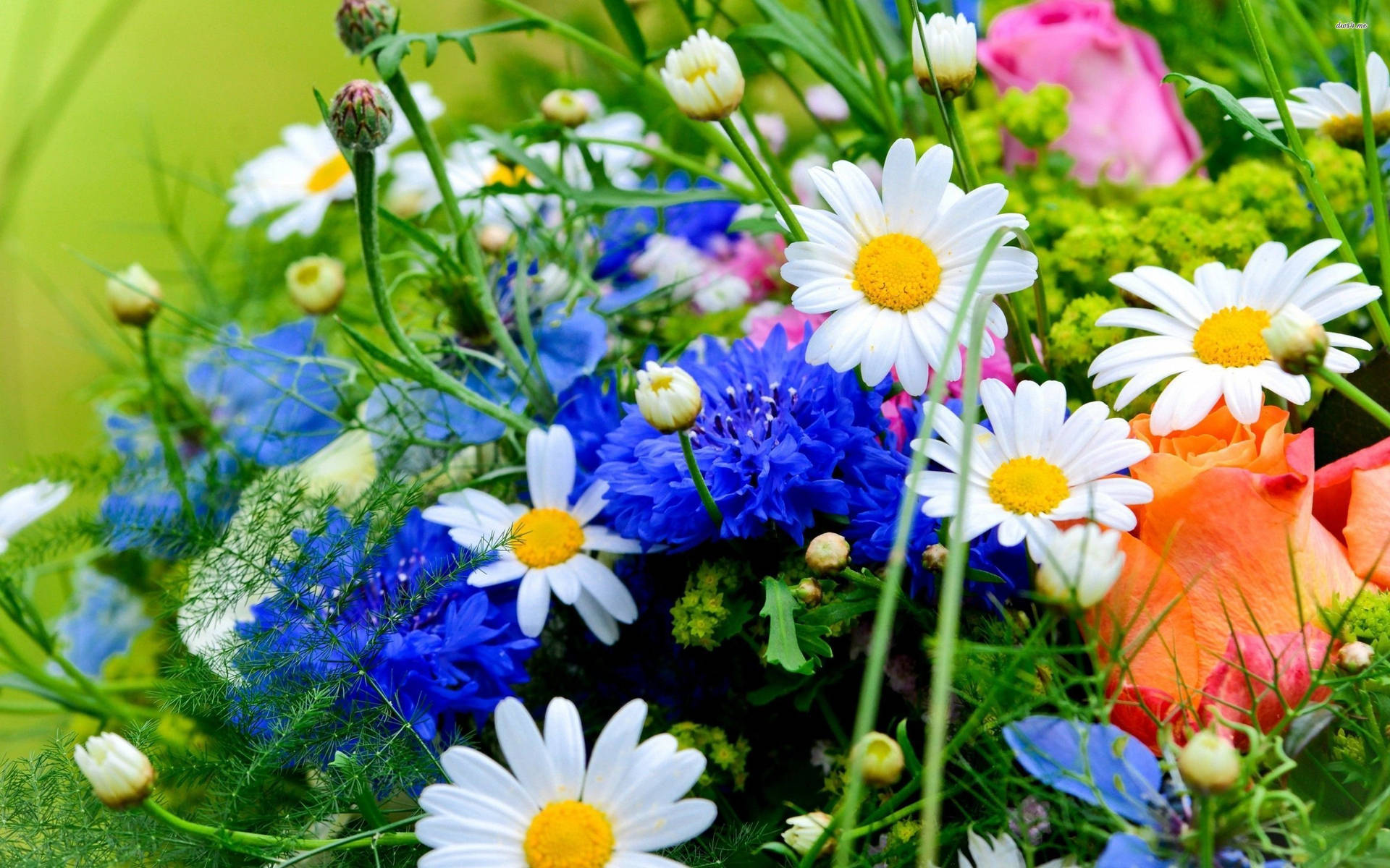 Bouquet Of Blue Cornflowers Background