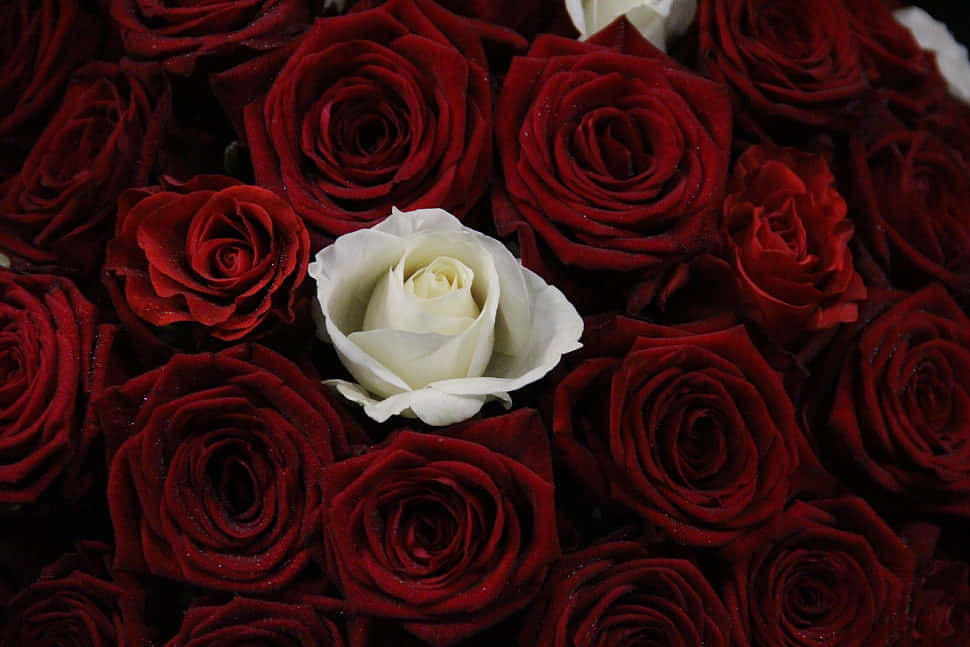 Bouquet Of Dark Red And White Roses Background