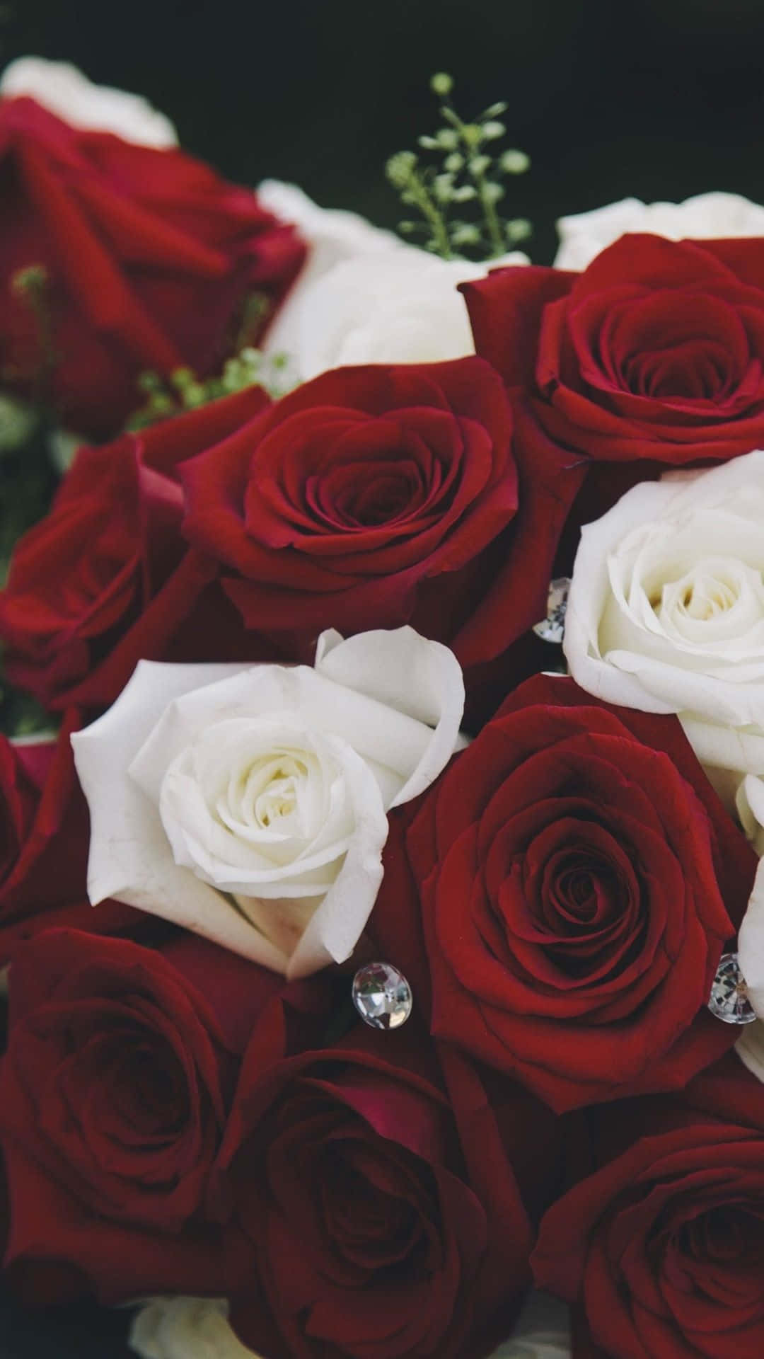 Bouquet Of Red And White Roses Background