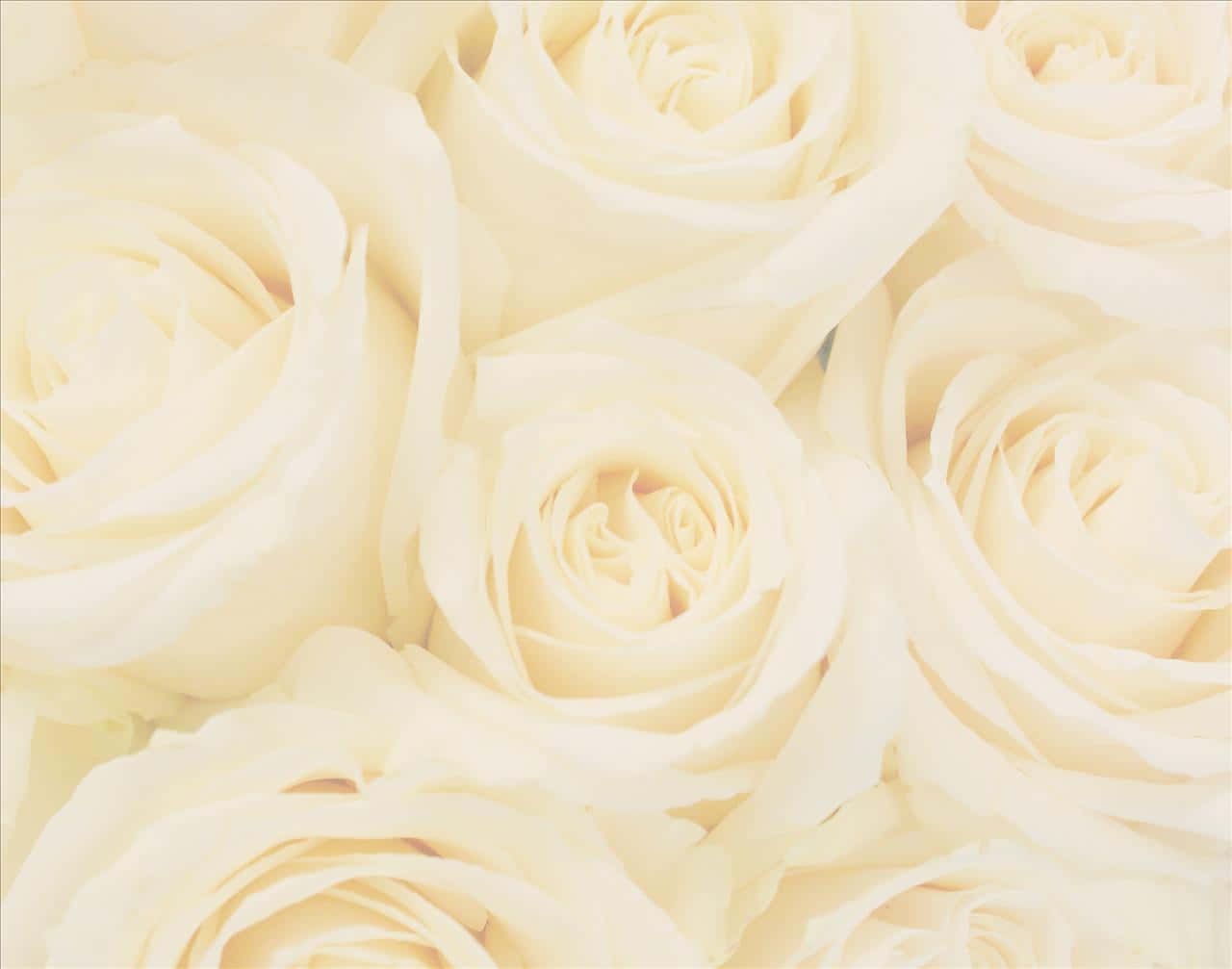 Bouquet Of White Roses Wedding Background Background