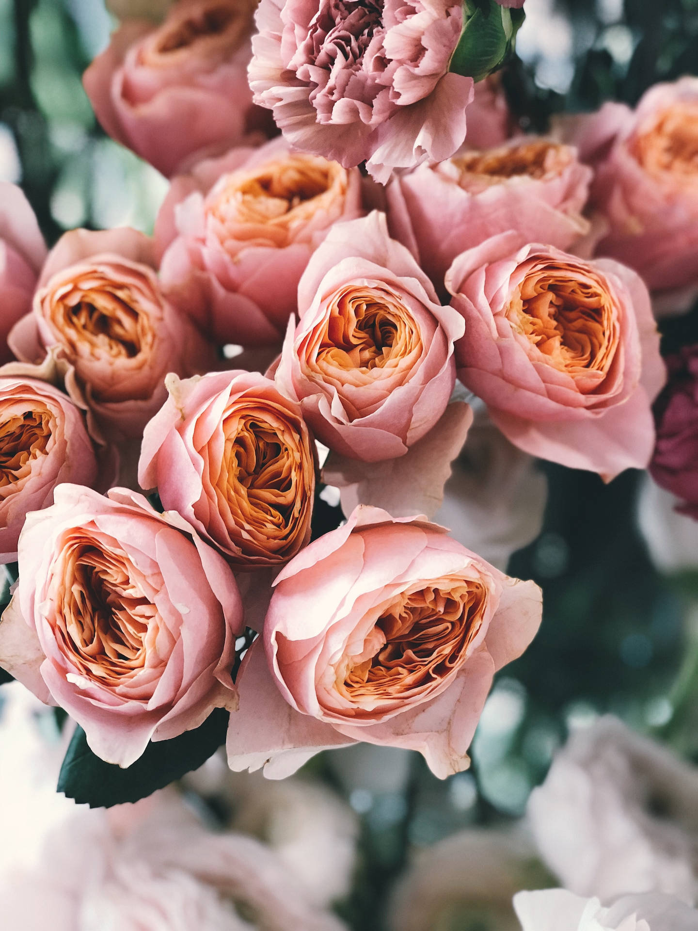 Bouquet Pink Rose Aesthetic Background