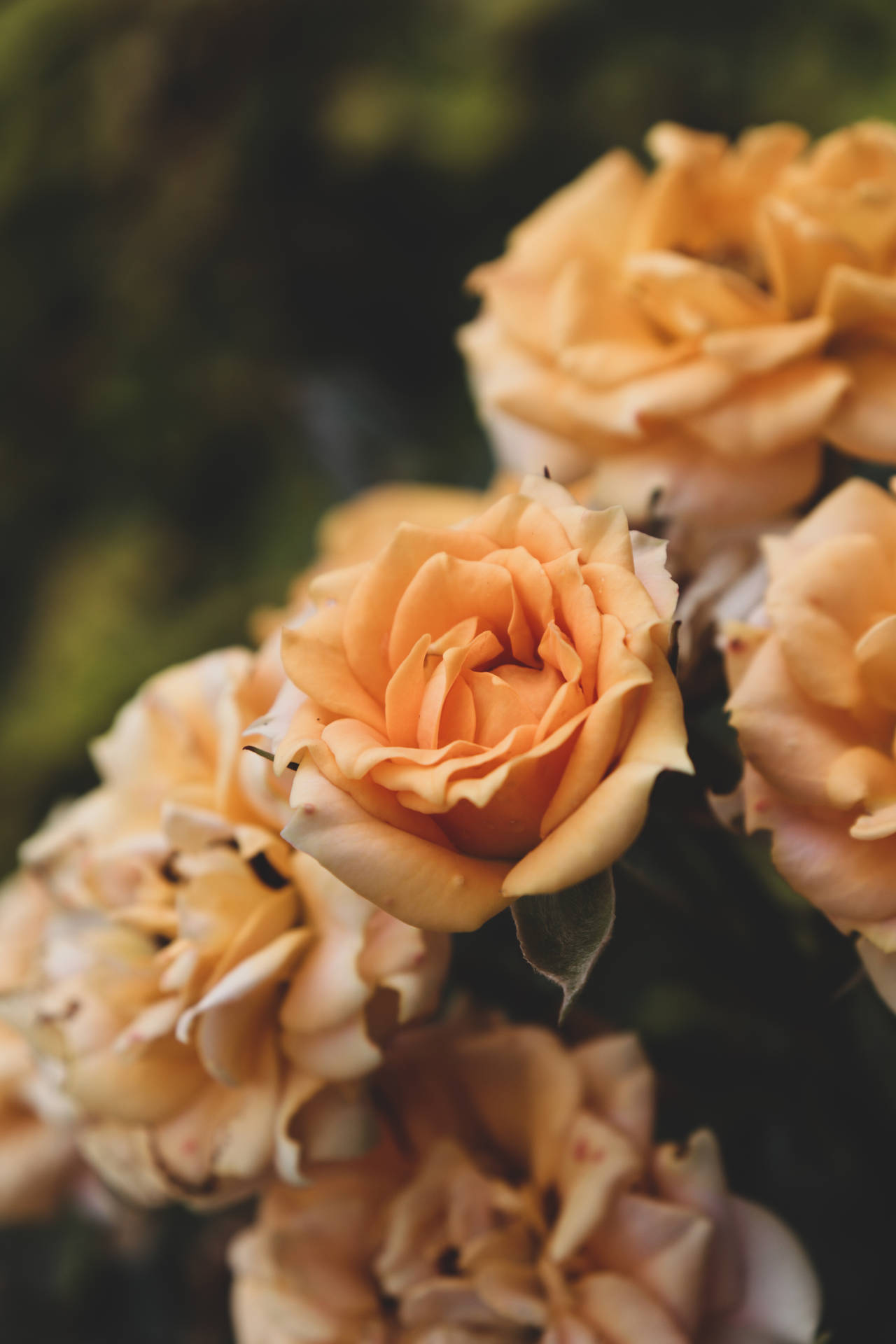 Bouquet Yellow Rose Hd Background