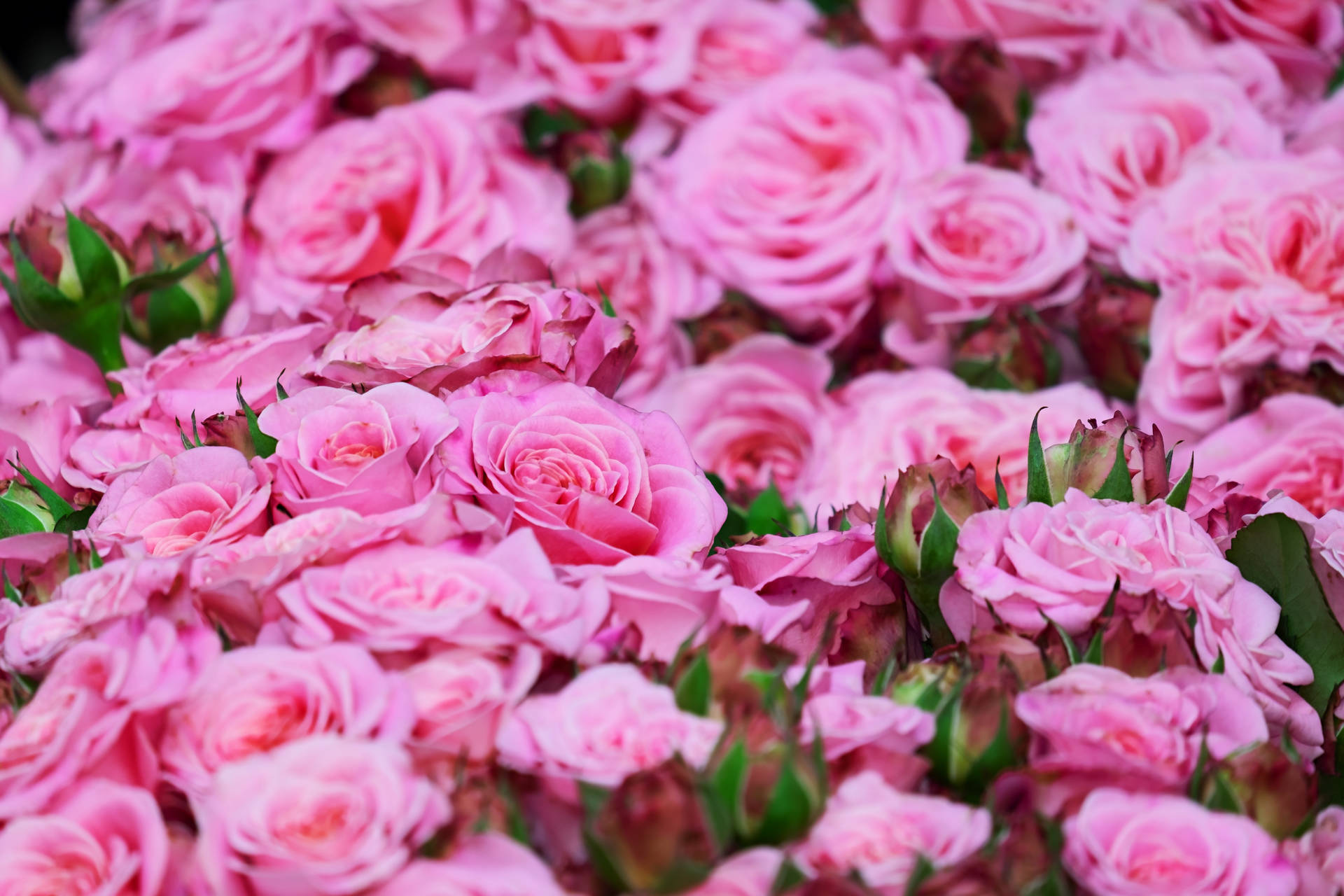 Bouquets Of Pink Color Roses Background