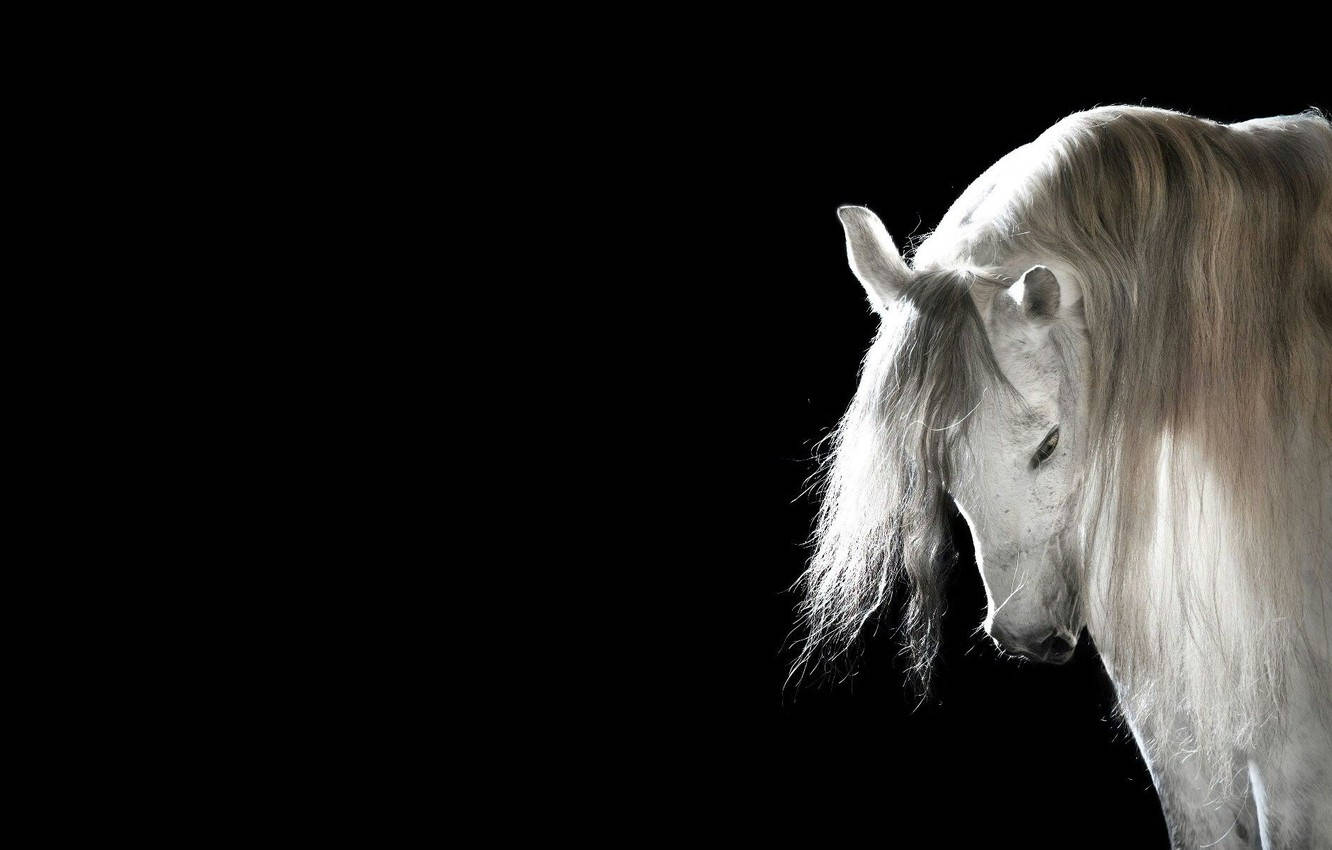 Bowing White Horse Background