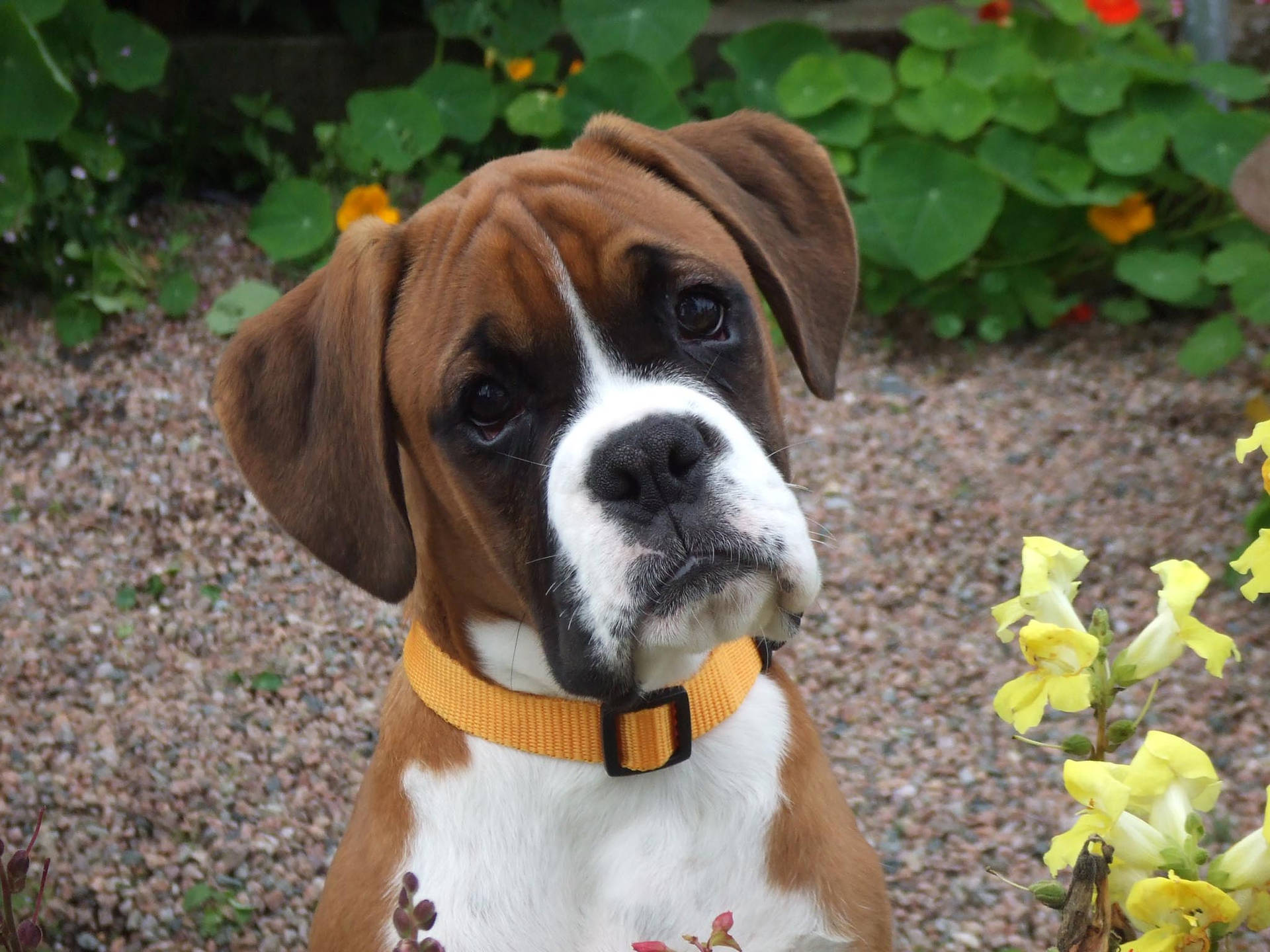 Boxer Dog Adorable Tilted Background