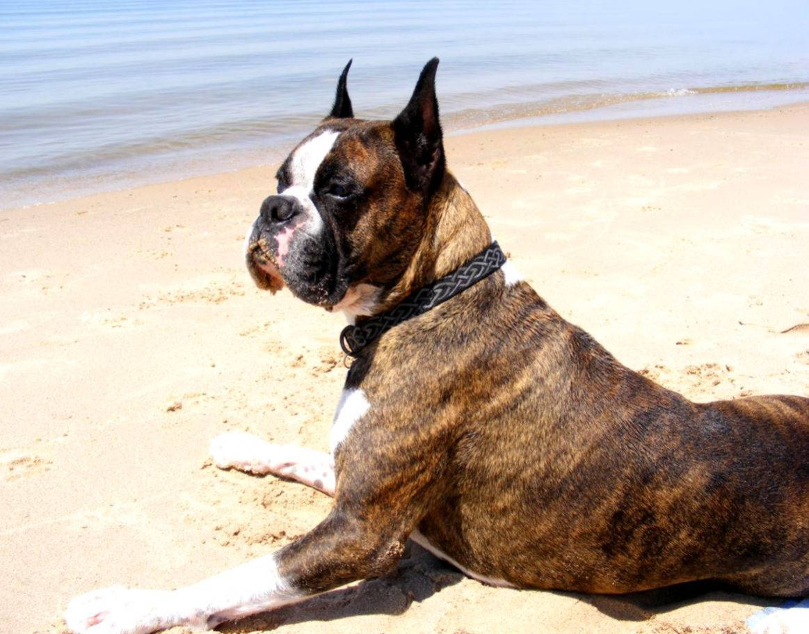 Boxer Dog Beach Sand Background