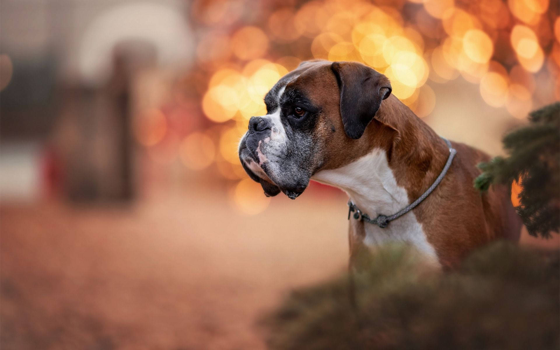 Boxer Dog Blurred Lights