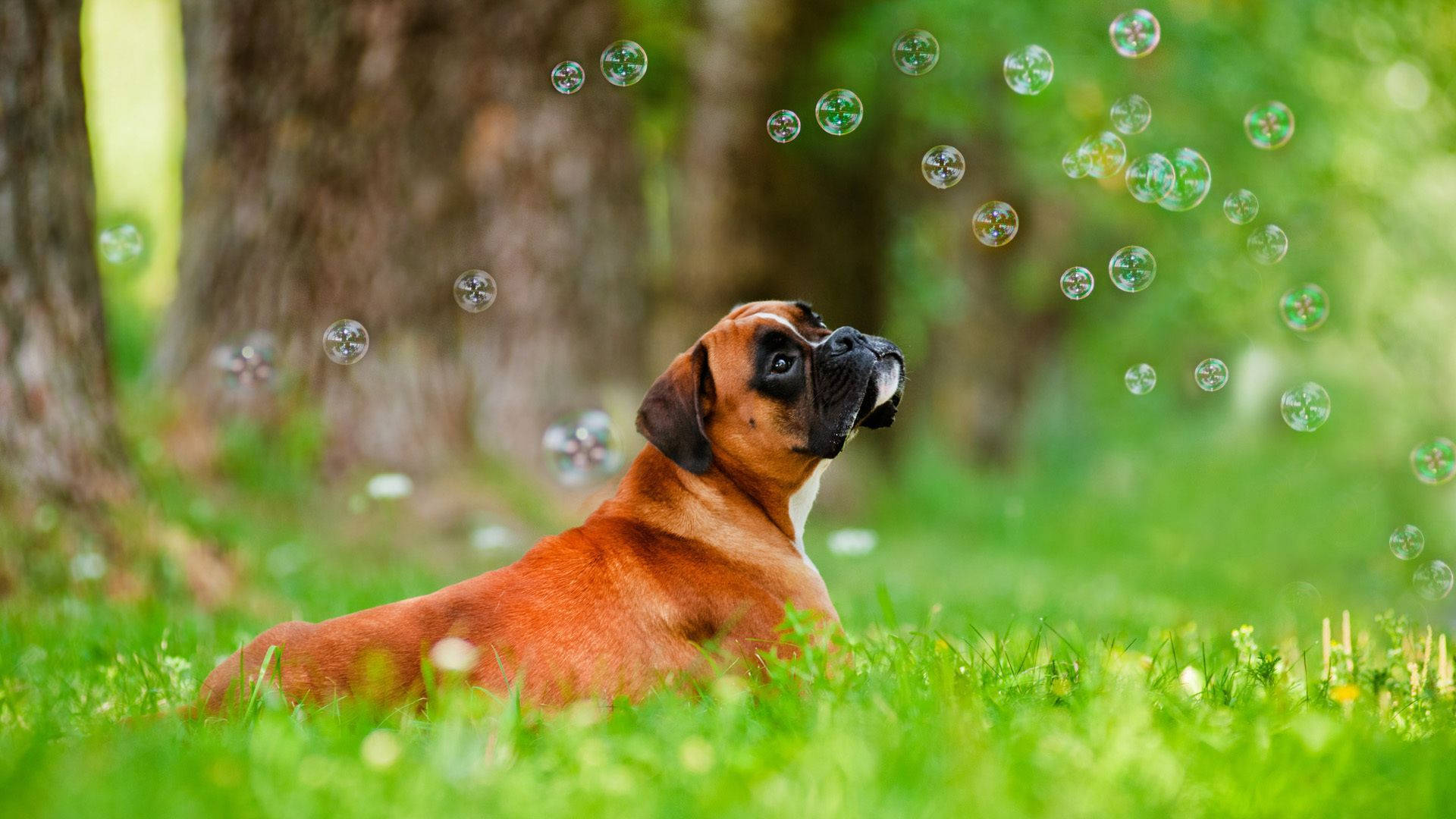 Boxer Dog Bubbles Grass Background