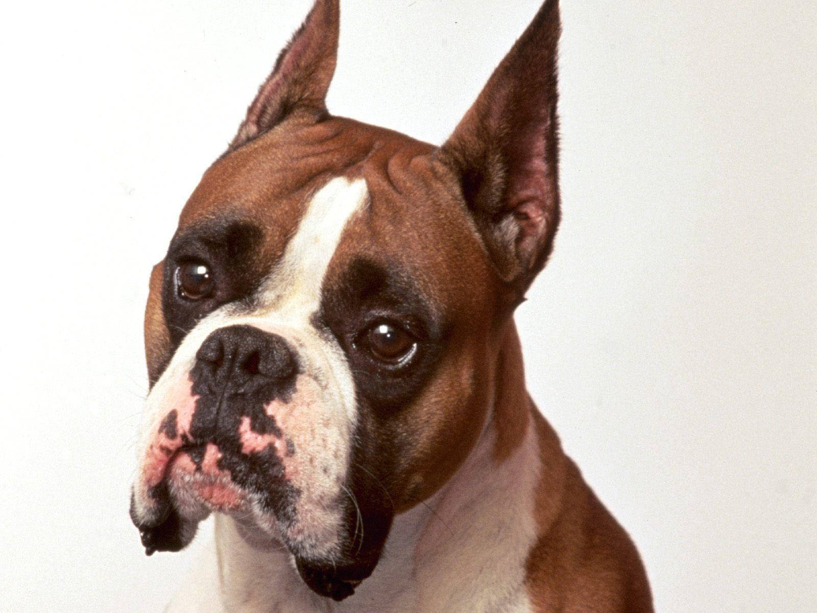 Boxer Dog Cute Sad Background