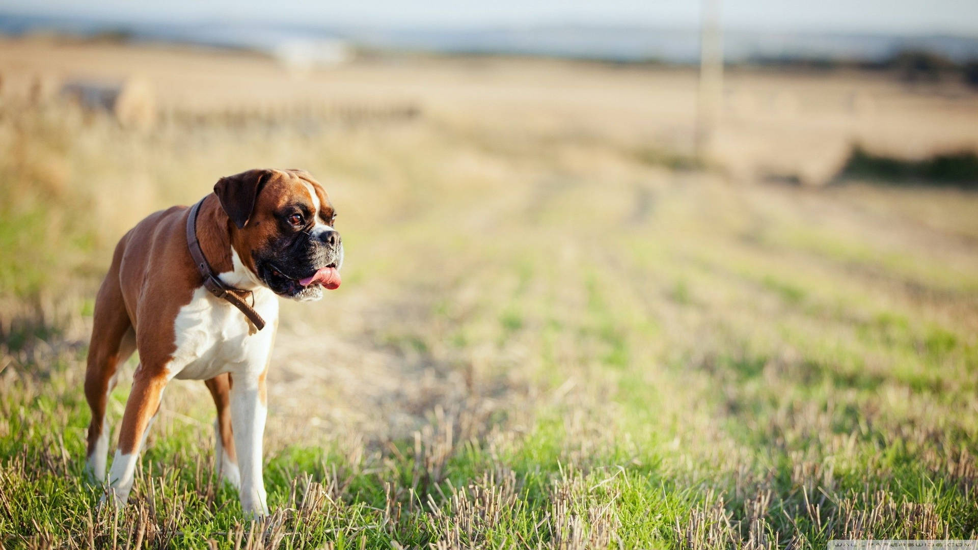 Boxer Dog Field Sunny Background