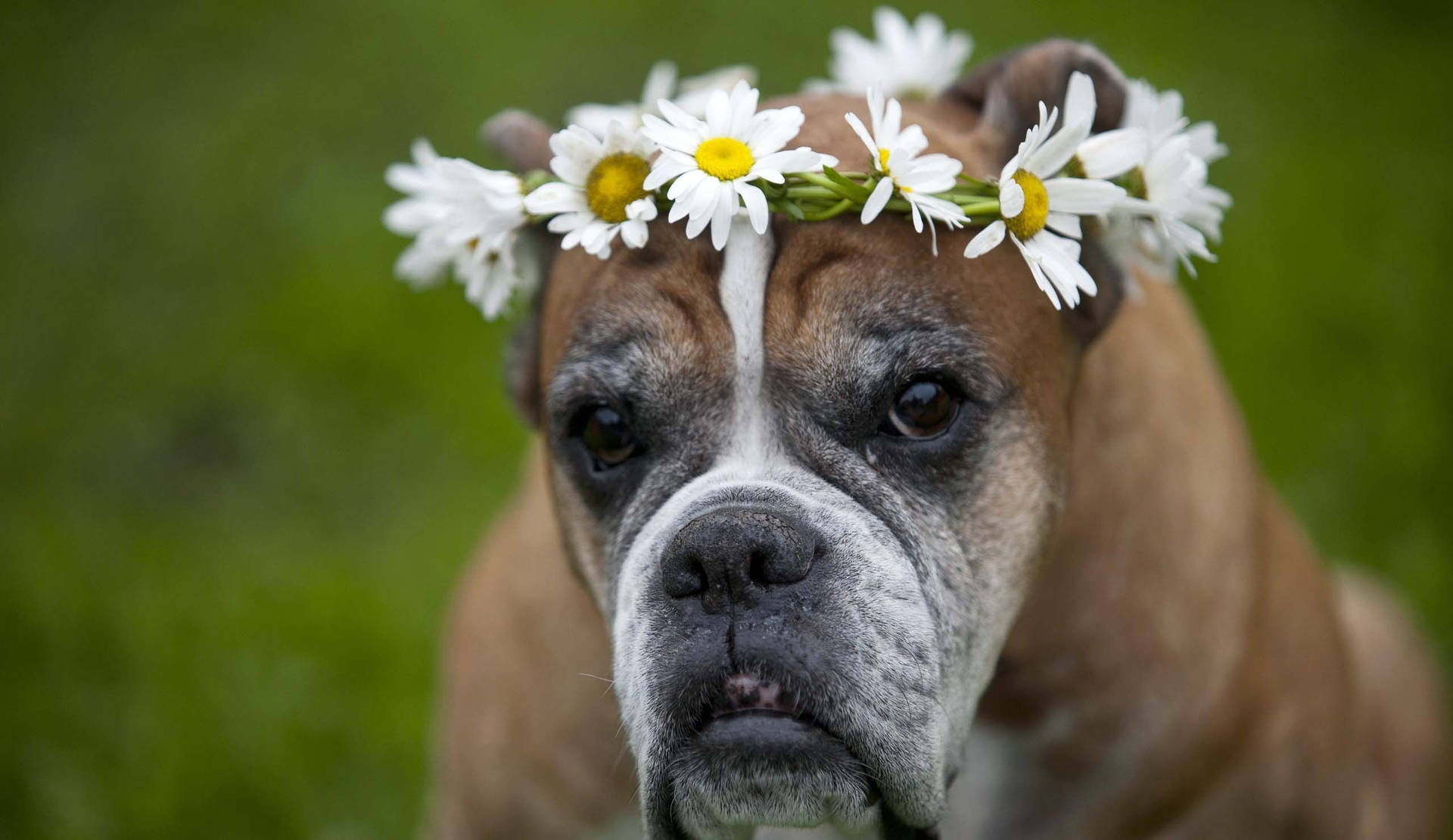 Boxer Dog Flower Crown Background