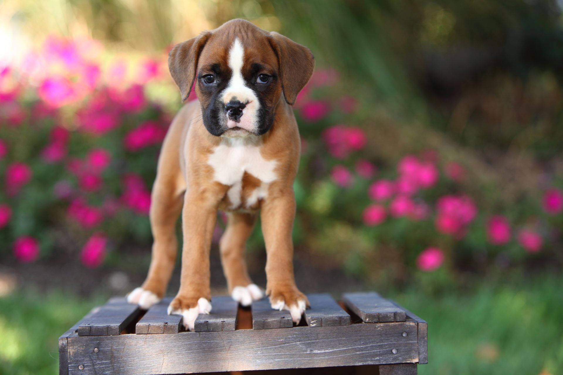 Boxer Dog Flowers Cute Background