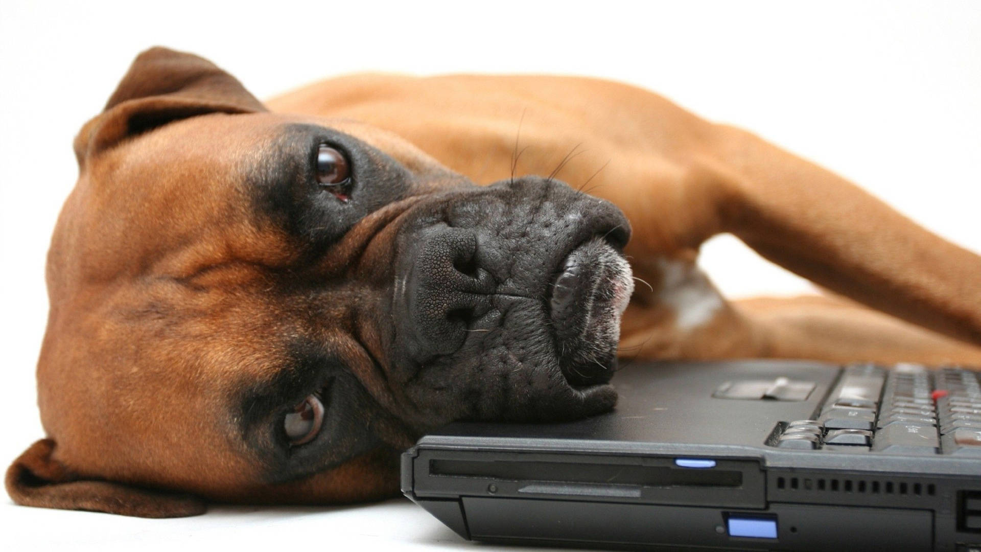 Boxer Dog Laptop Keyboard Background