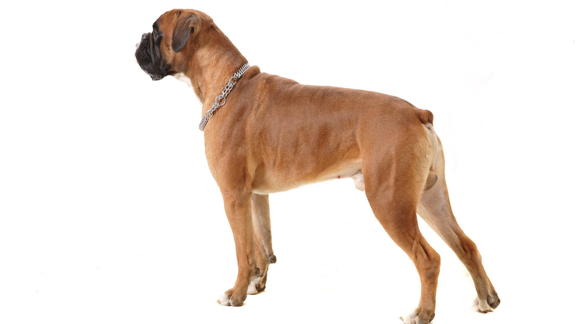 Boxer Dog Looking Away