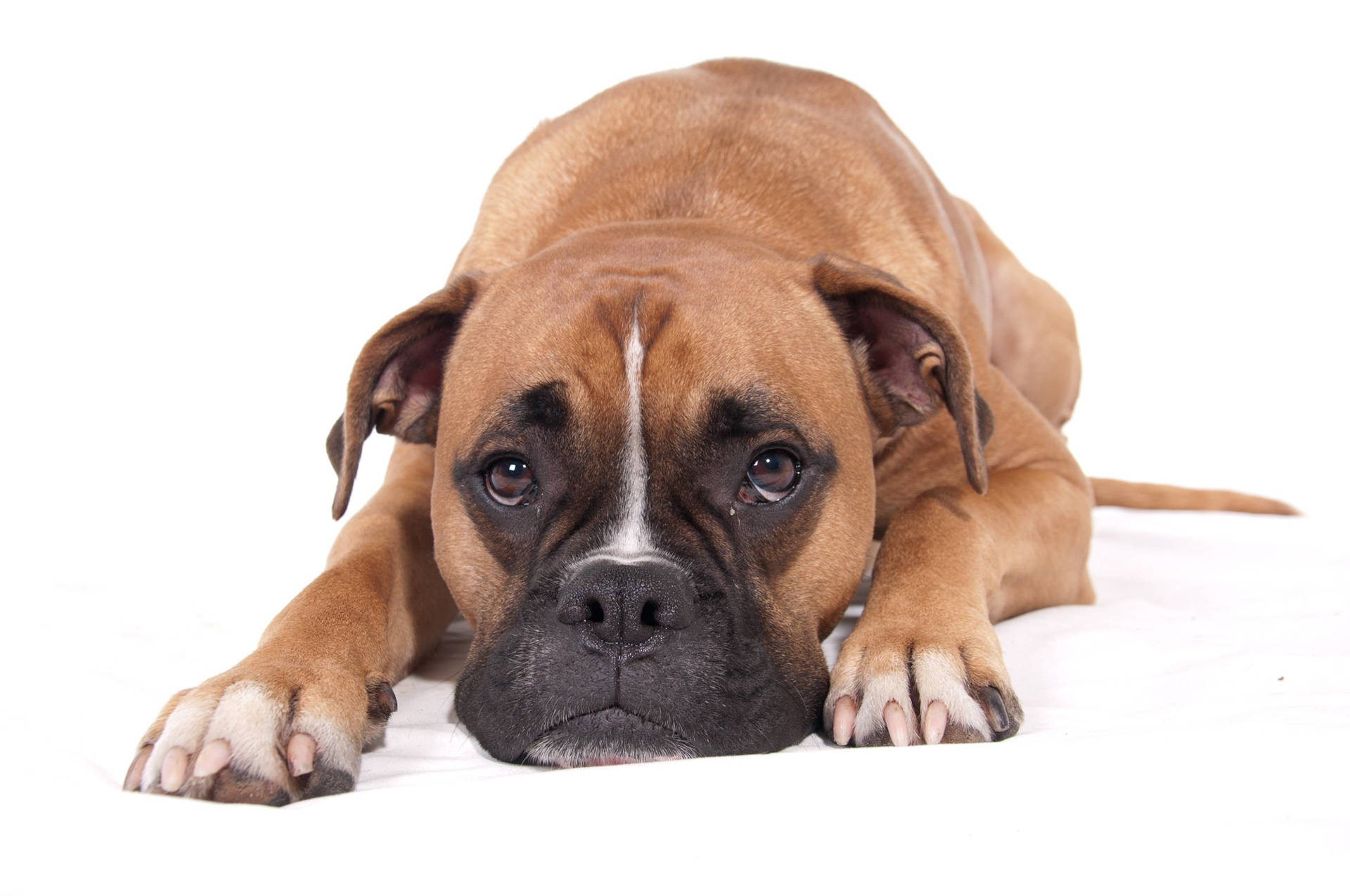 Boxer Dog Lying Down