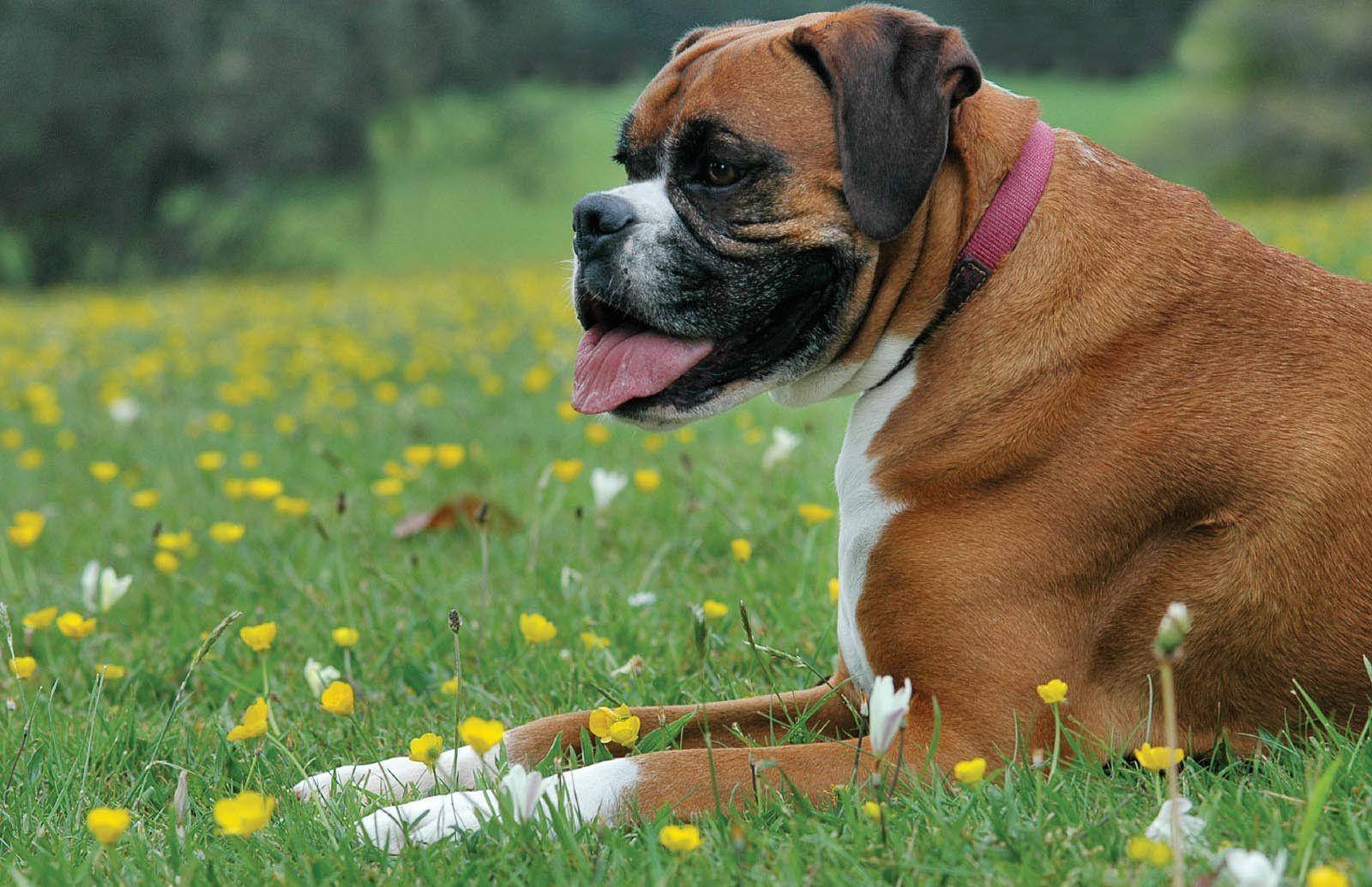 Boxer Dog Meadow Flowers