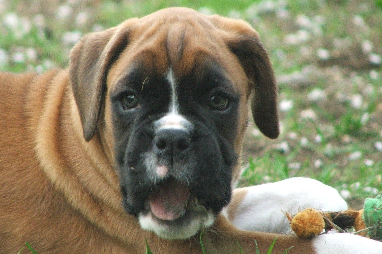 Boxer Dog Open Mouth