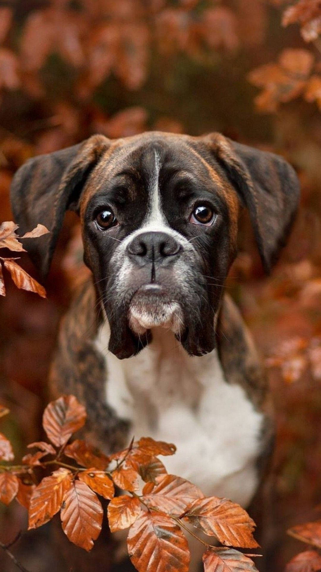 Boxer Dog Orange Leaves Background