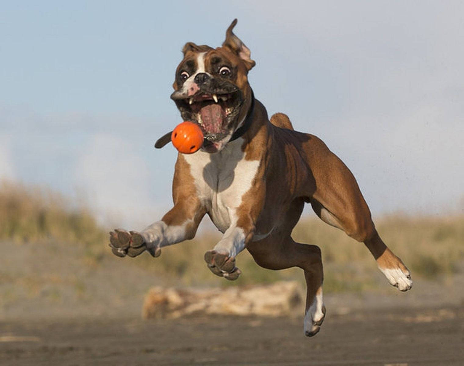 Boxer Dog Playing Fetch Background