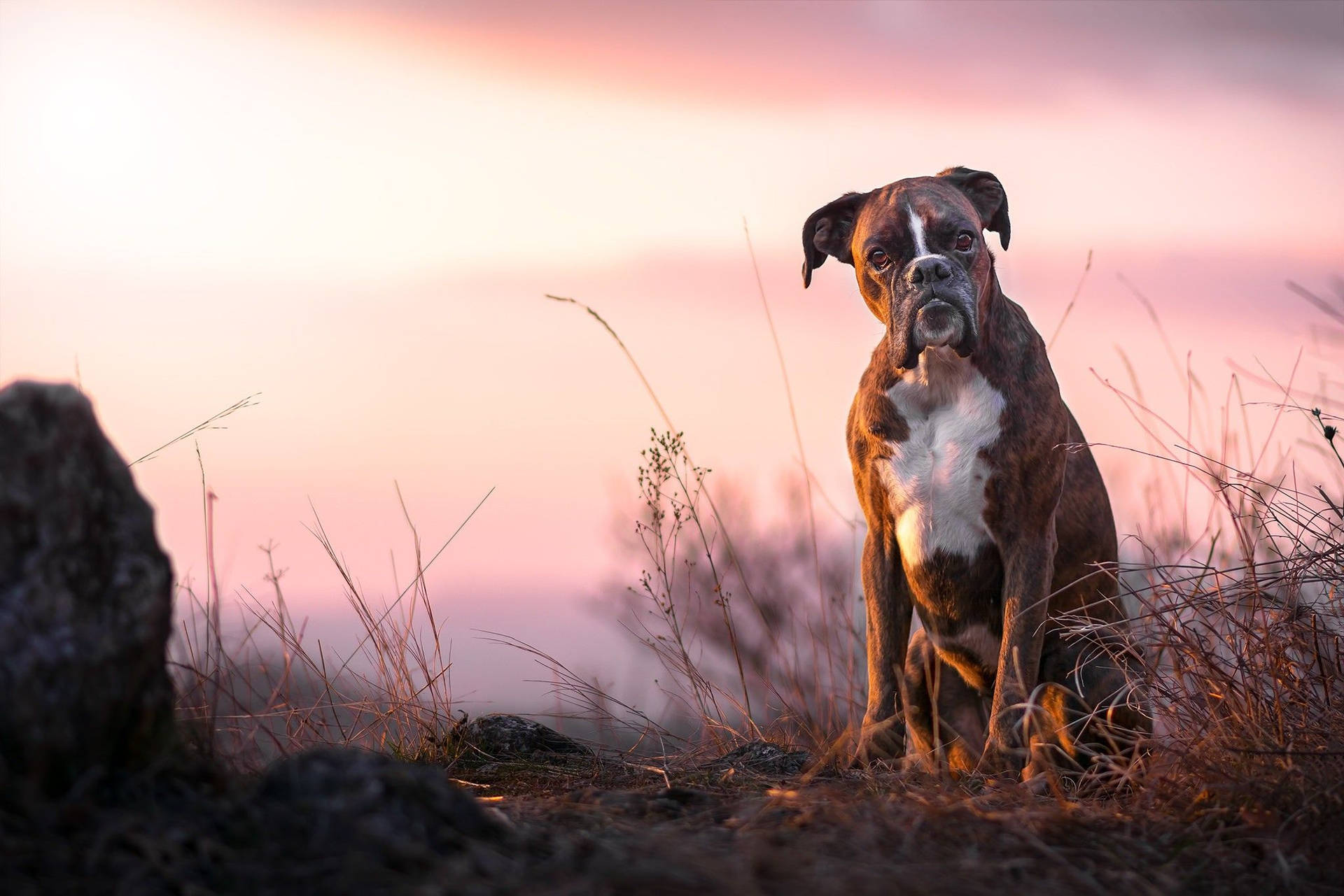 Boxer Dog Poor Ribs Background