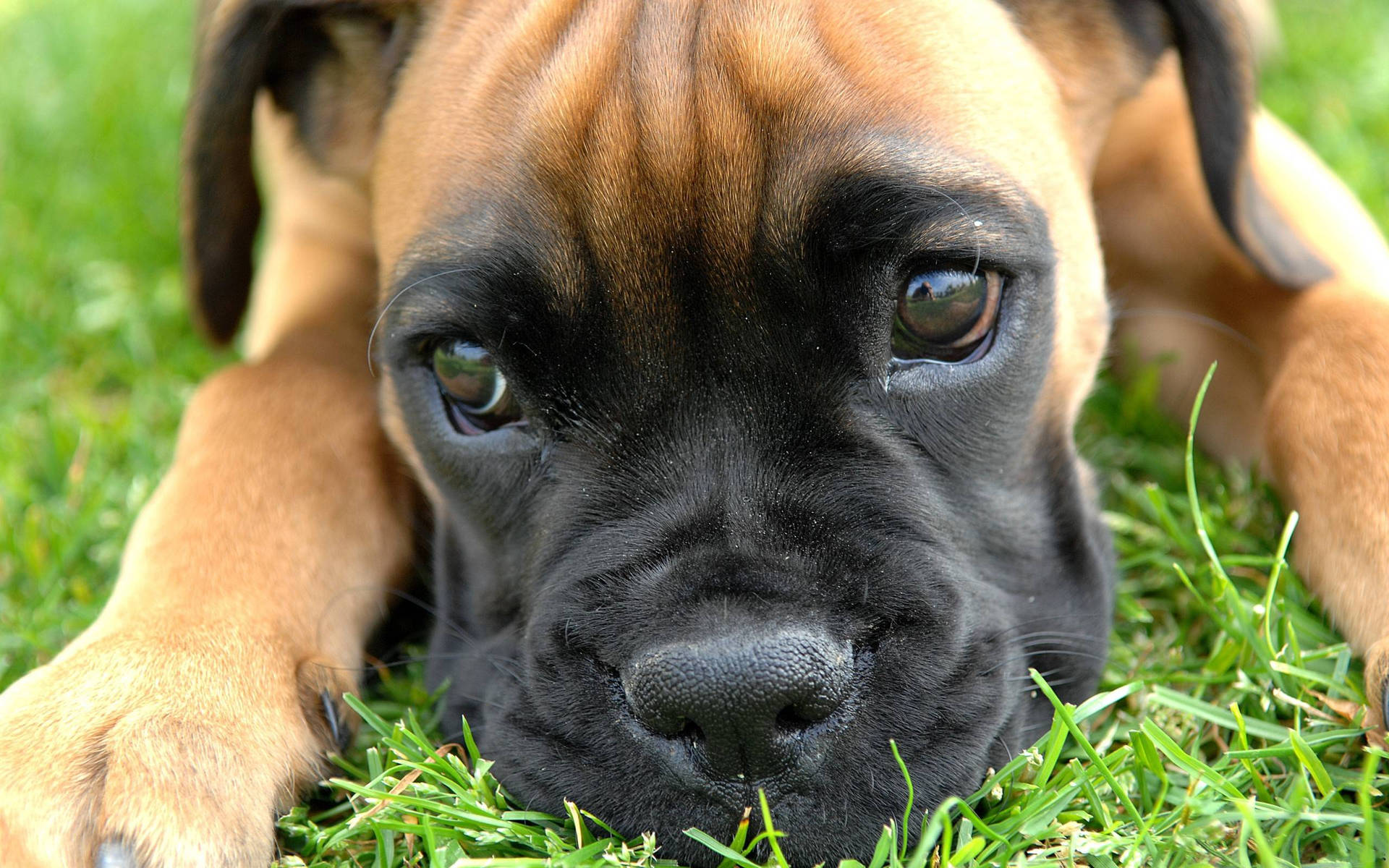 Boxer Dog Puppy Eyes Background