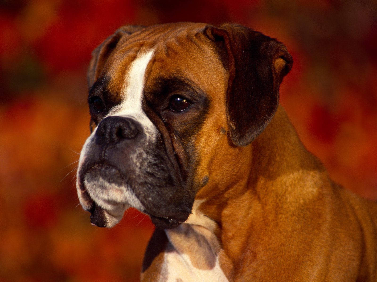 Boxer Dog Red Aesthetic Background