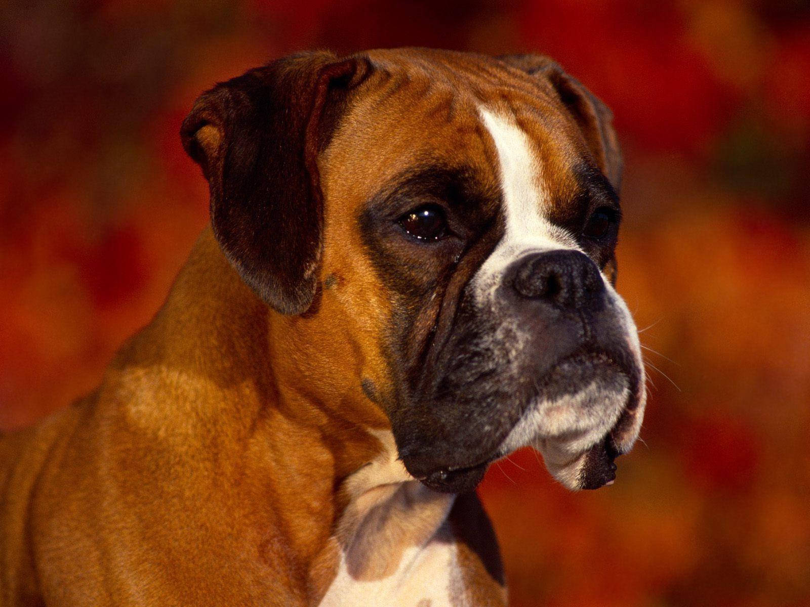 Boxer Dog Right Side Background