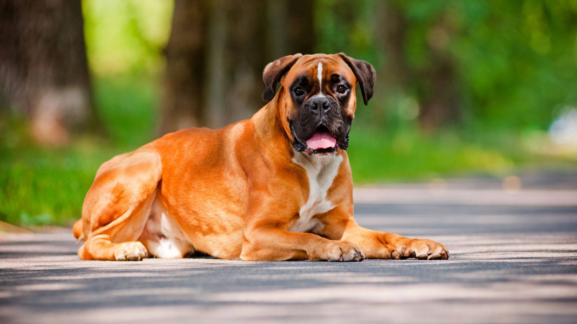 Boxer Dog Road Trees Background