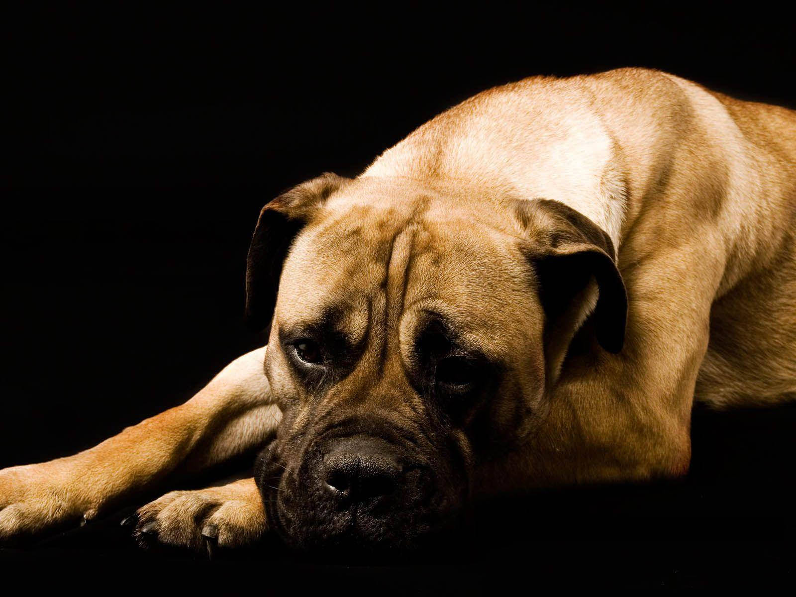 Boxer Dog Sad Black Background