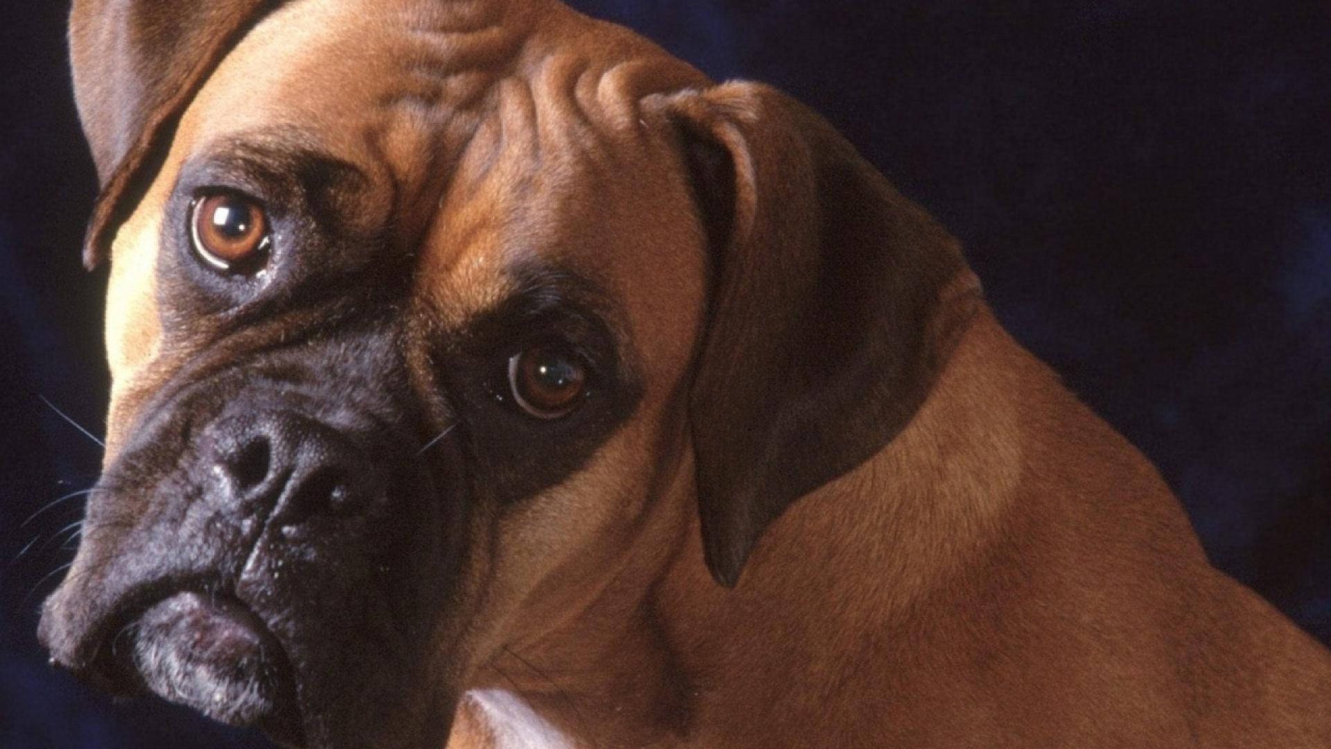 Boxer Dog Sad Face Background