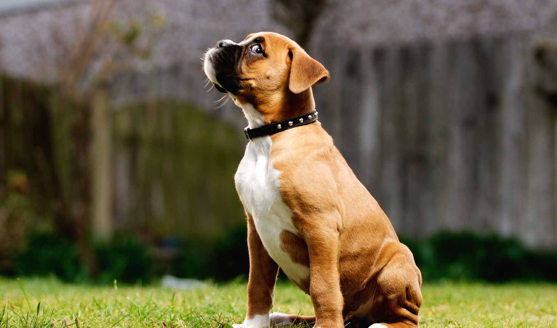 Boxer Dog Sitting Grass Background