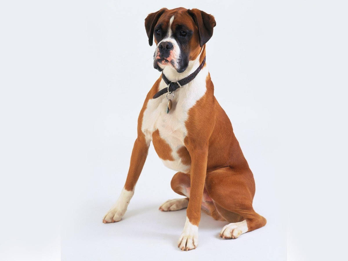 Boxer Dog Sitting Upright Background