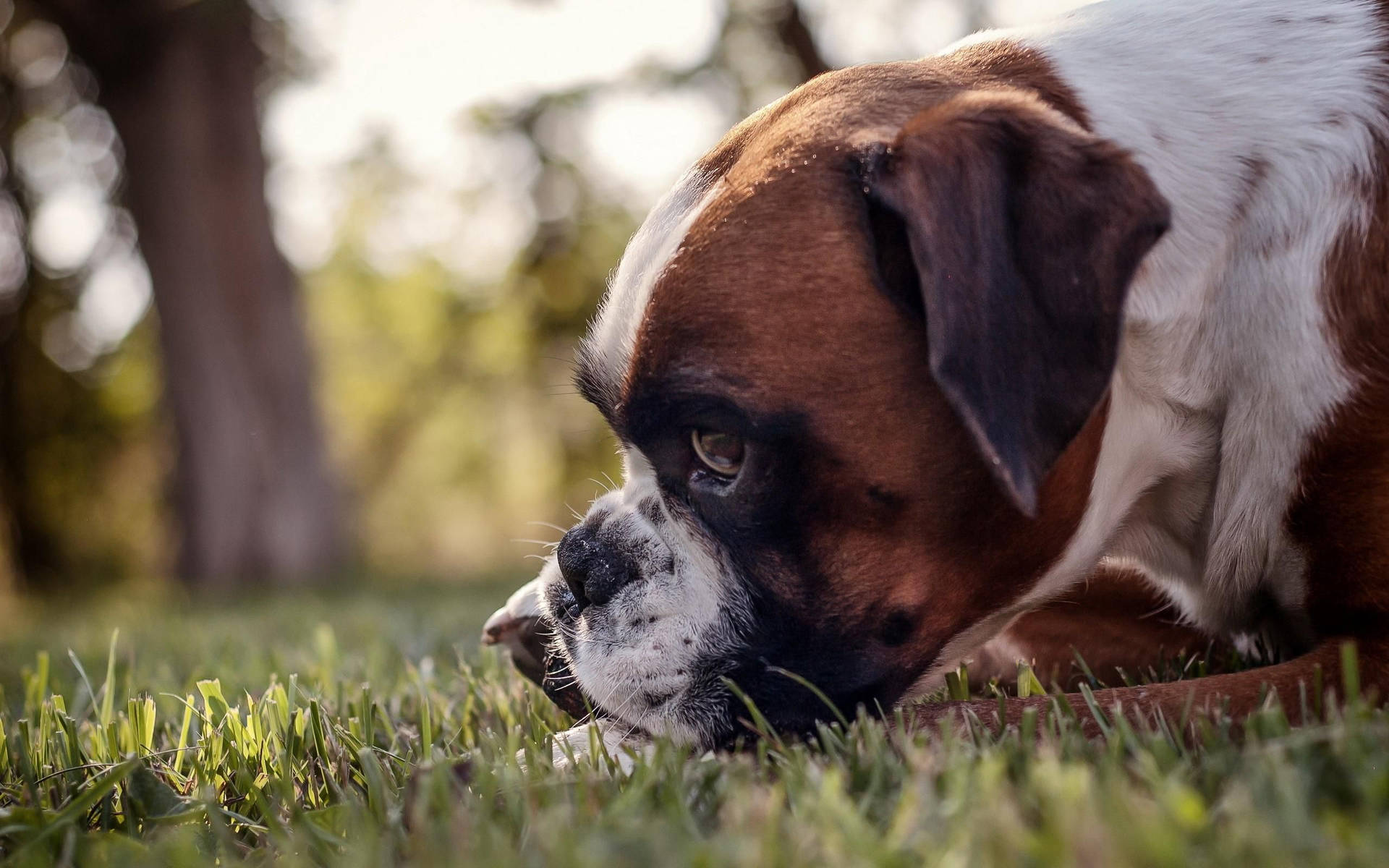 Boxer Dog Snout Grass Background