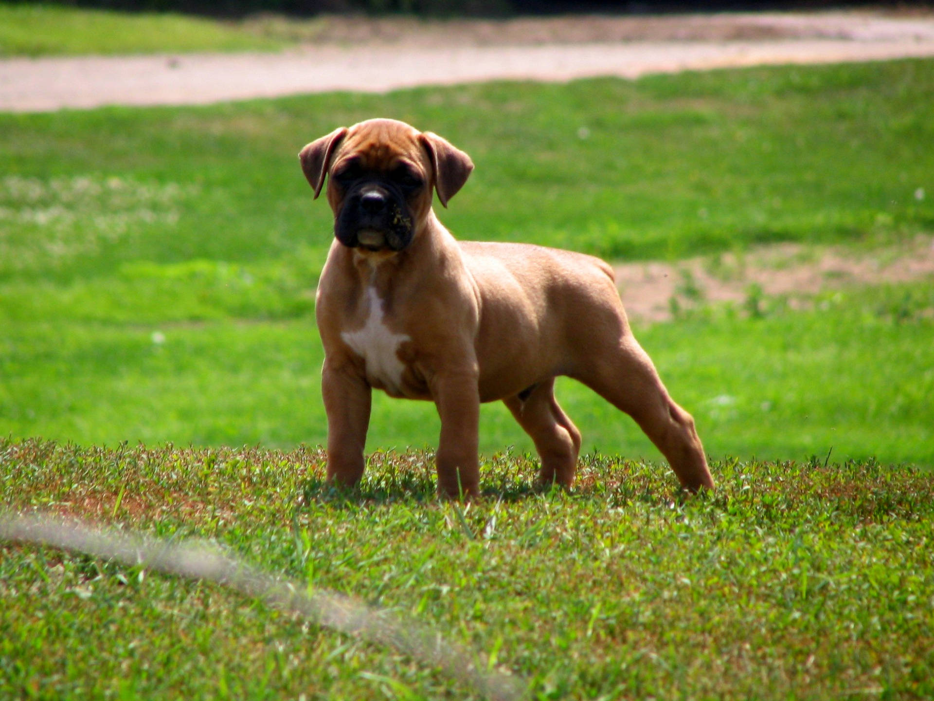 Boxer Dog Standing Grass