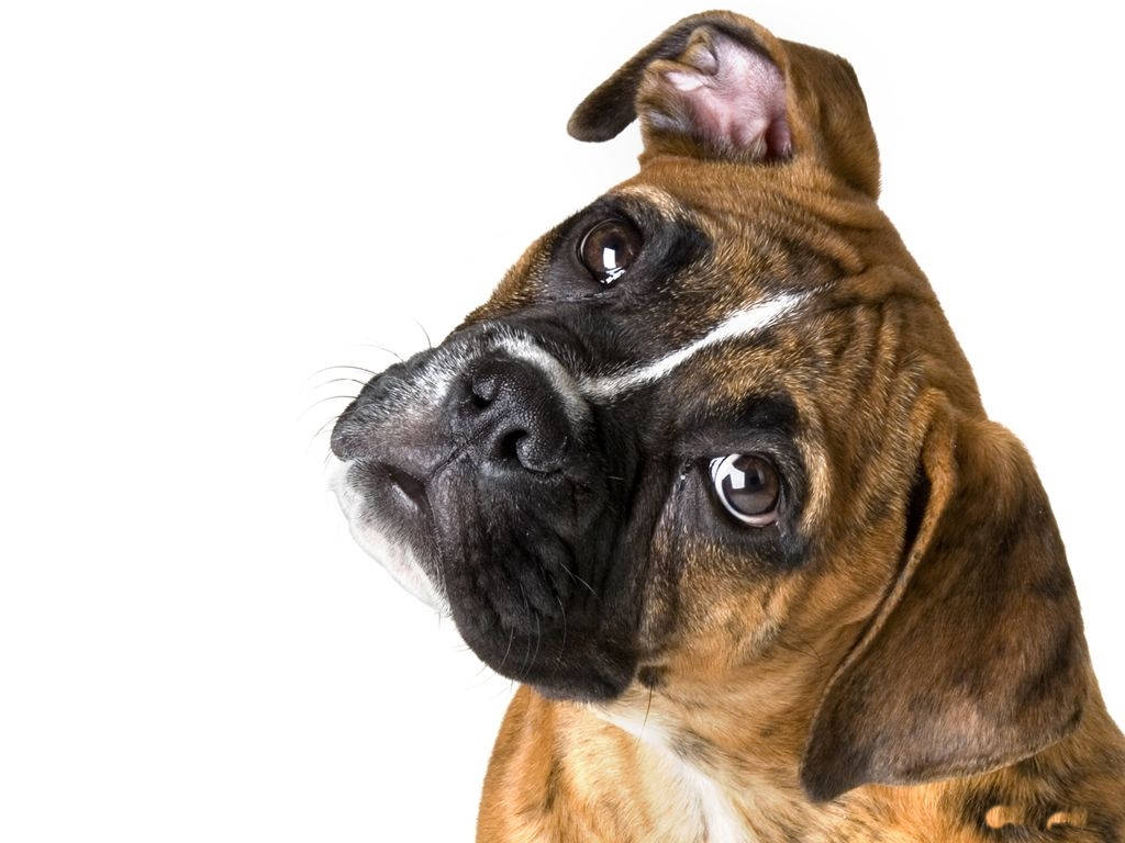 Boxer Dog Tilted Head Background