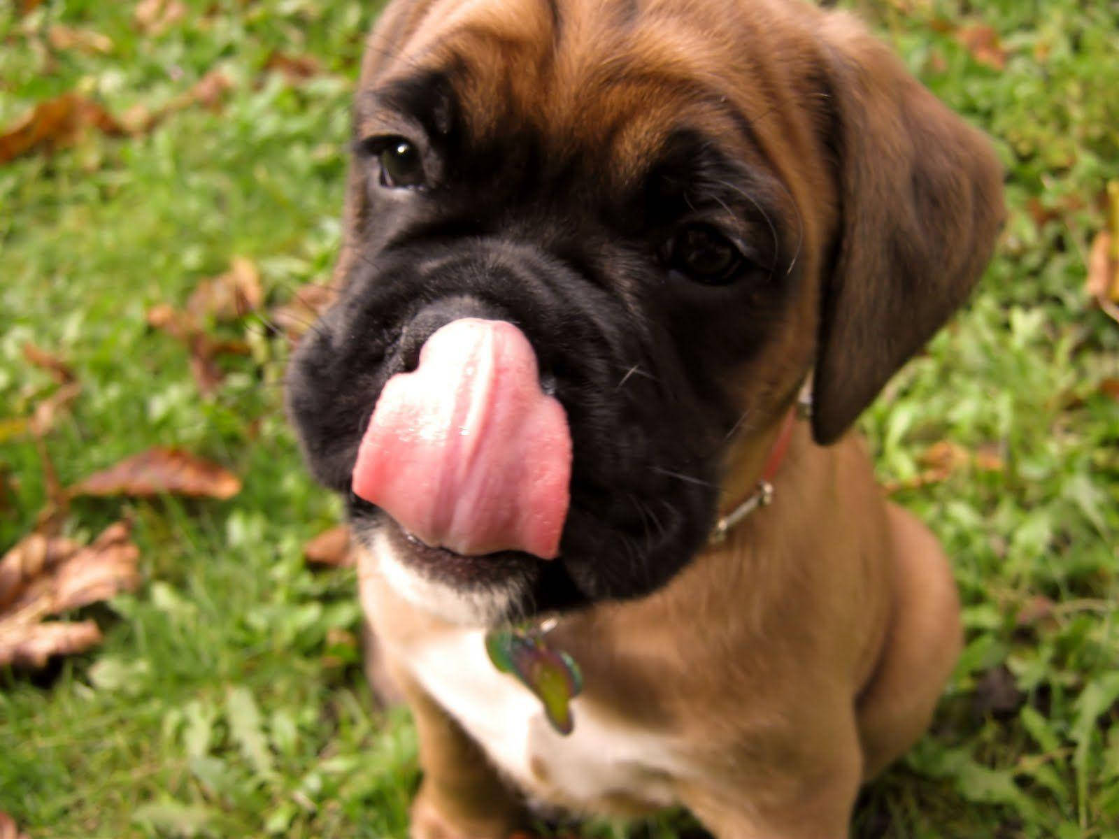 Boxer Dog Tongue Grass Background