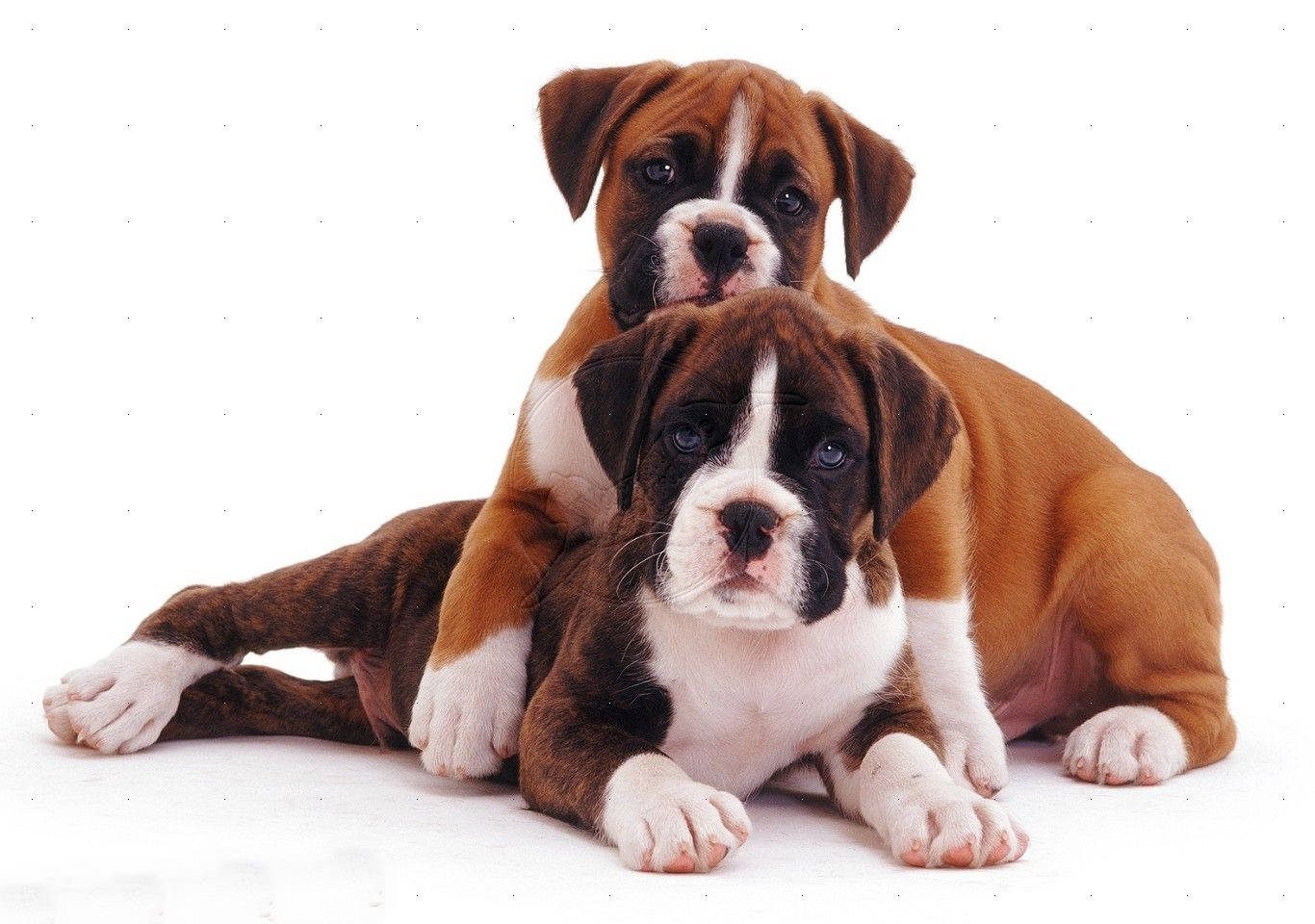 Boxer Dog Two Puppies Background