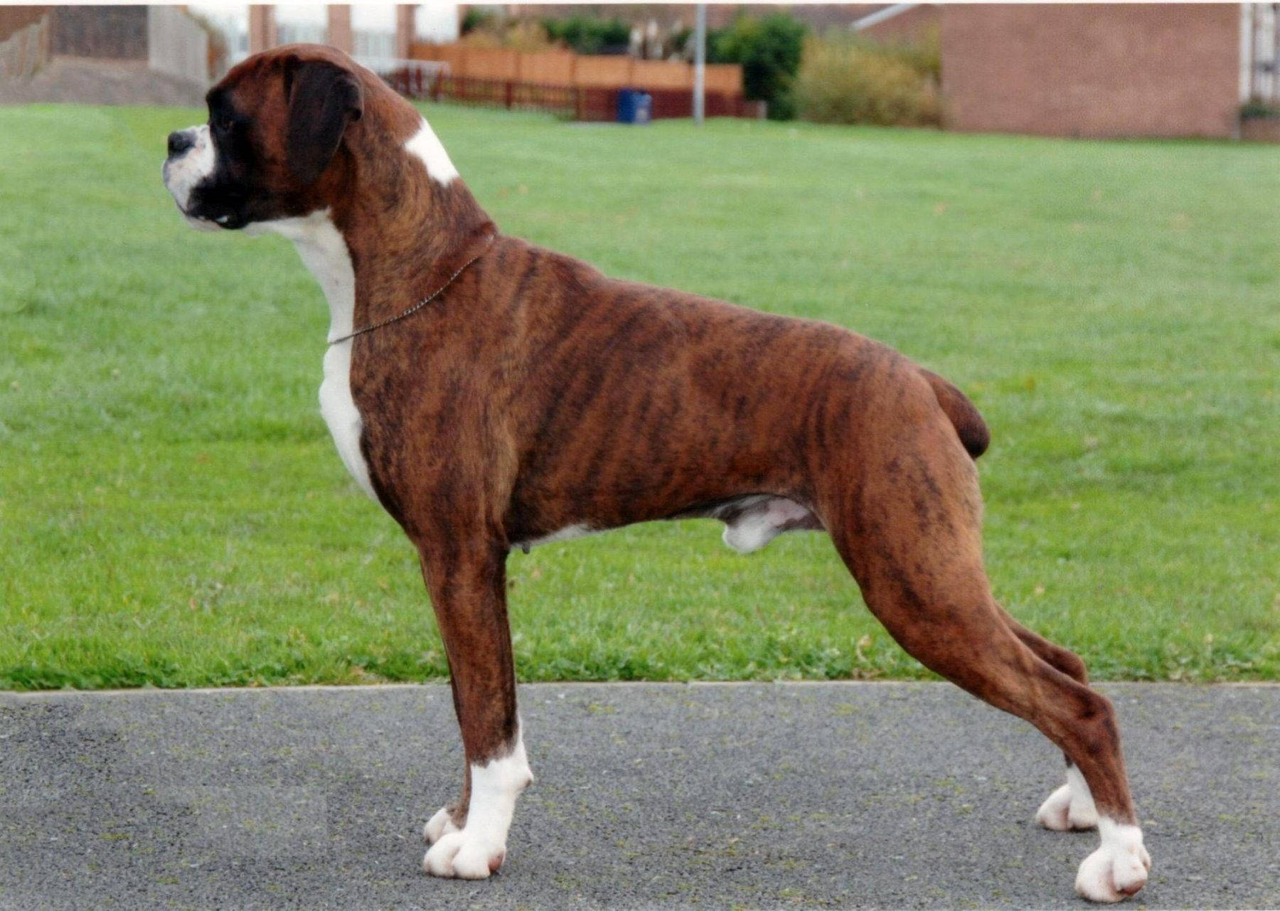 Boxer Dog Upright Grass Background