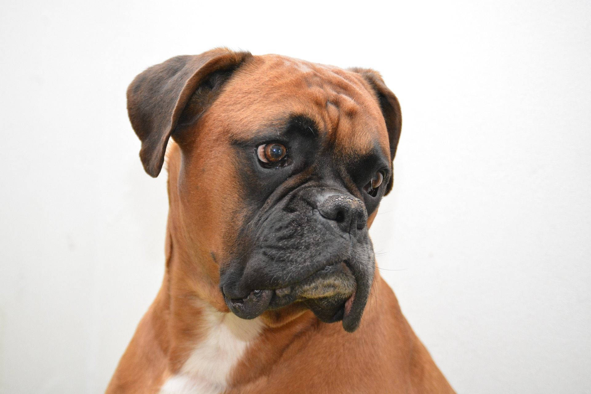 Boxer Dog White Angle