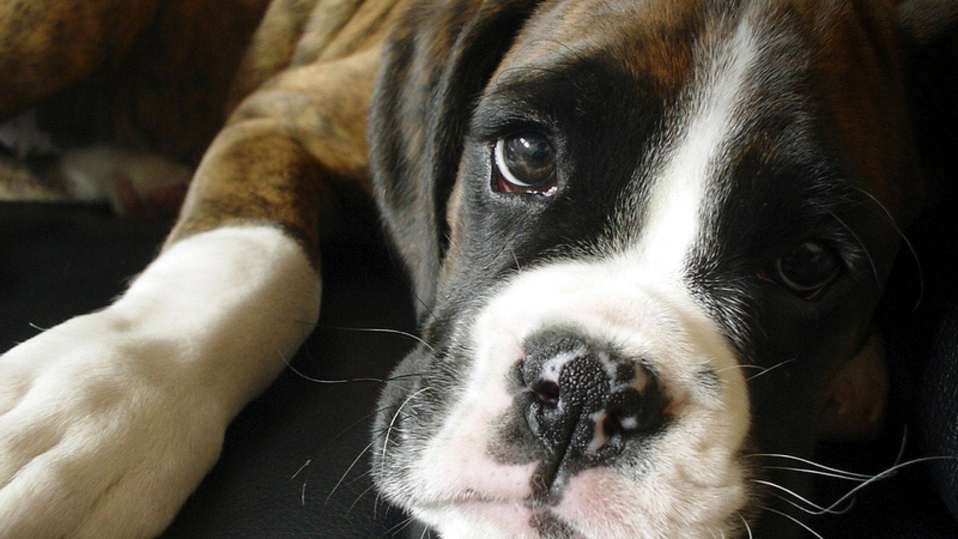 Boxer Dog White Snout Background