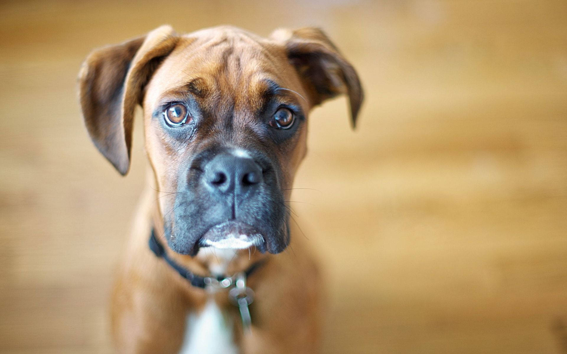 Boxer Dog Wooden Brown Background