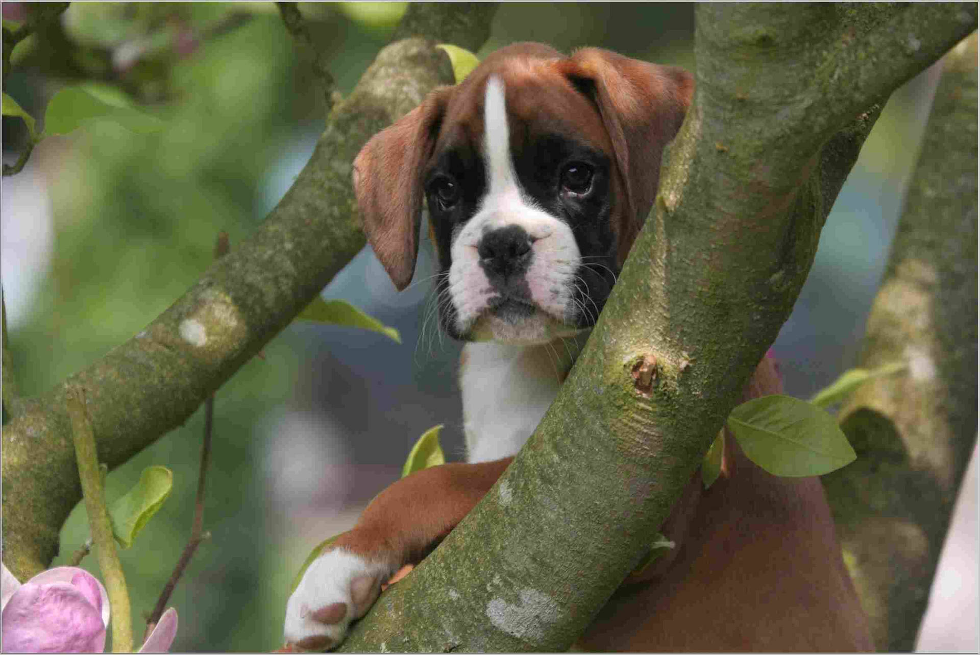 Boxer Dog Young Tree Background