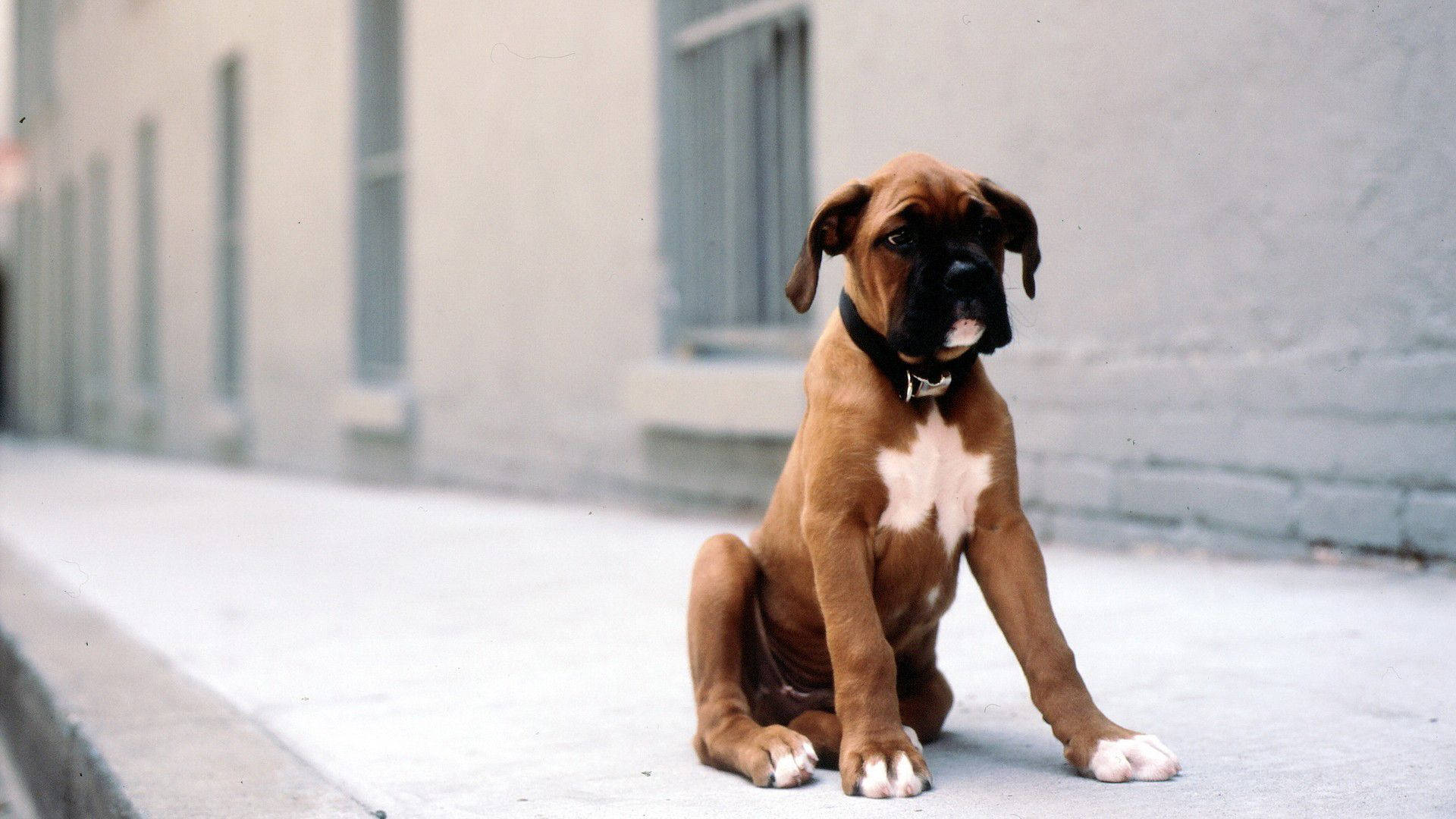 Boxer Dog Young White