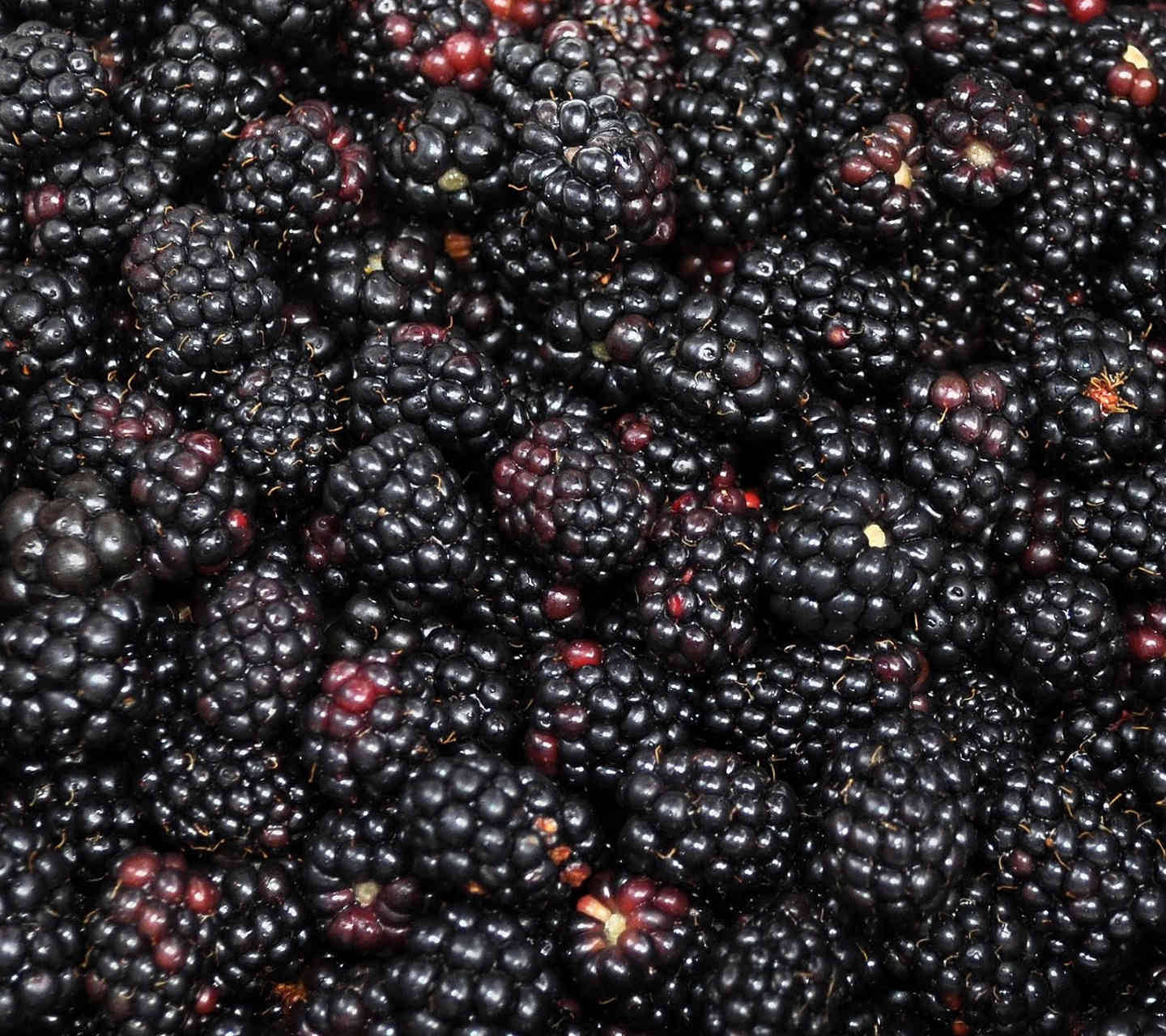 Boysenberry Elongated Blackberry Background