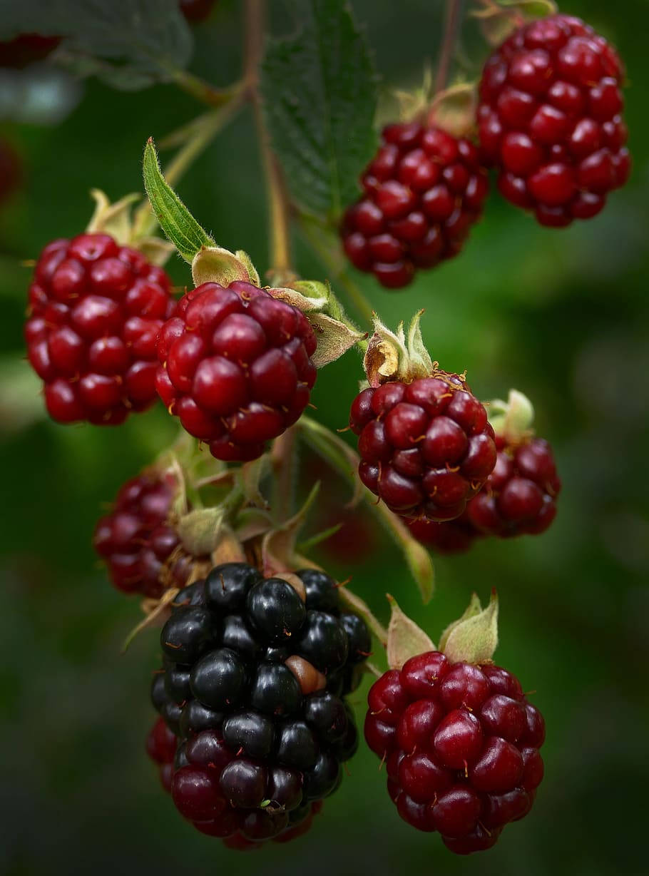 Boysenberry Hanging From Twigs Background