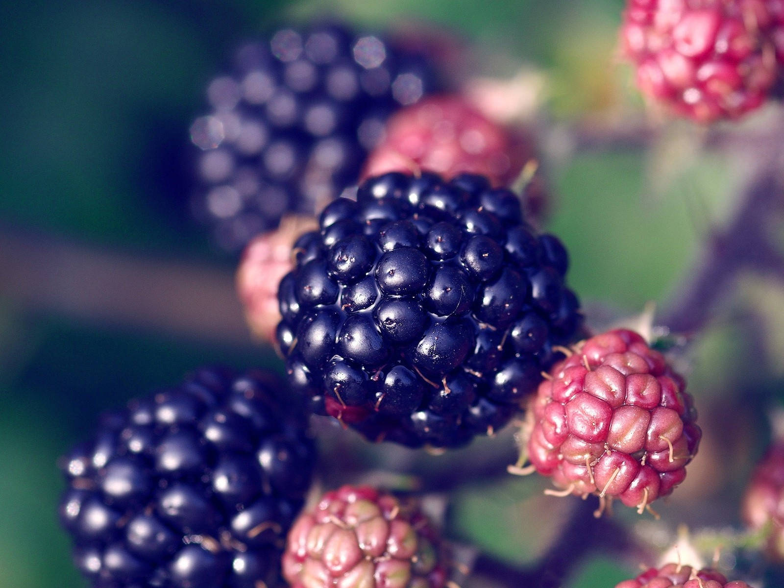 Boysenberry Sweet And Tart Background