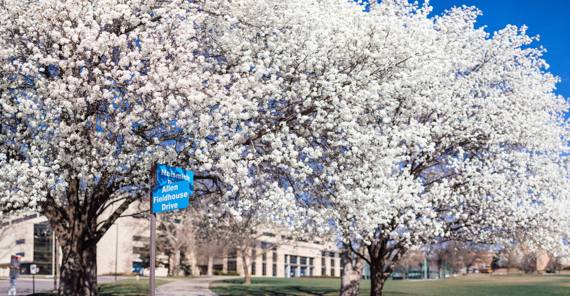 Bradford Pear Blooms At University Of Kansas