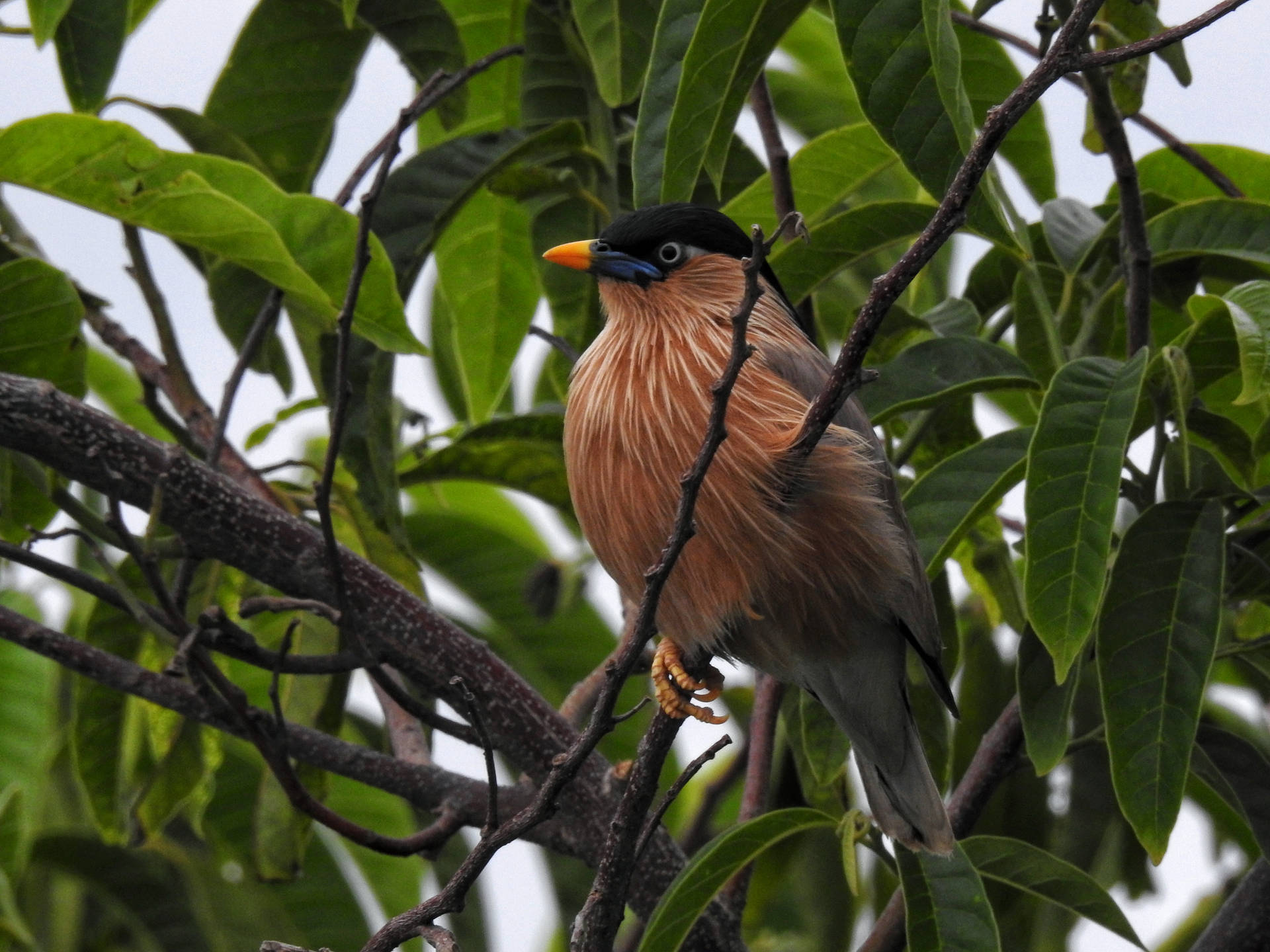 Brahminy Starling Beautiful Birds Background