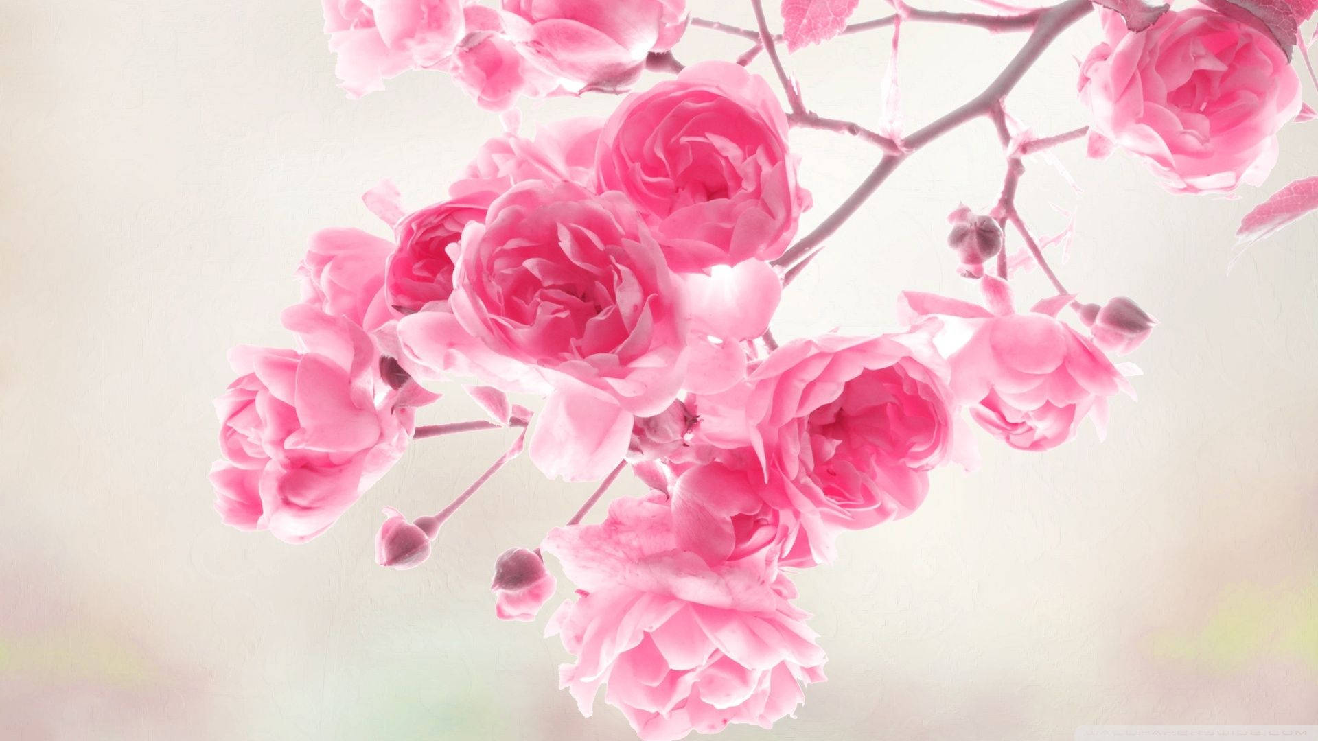 Branch Filled With Cute Pink Flower Blooms Background
