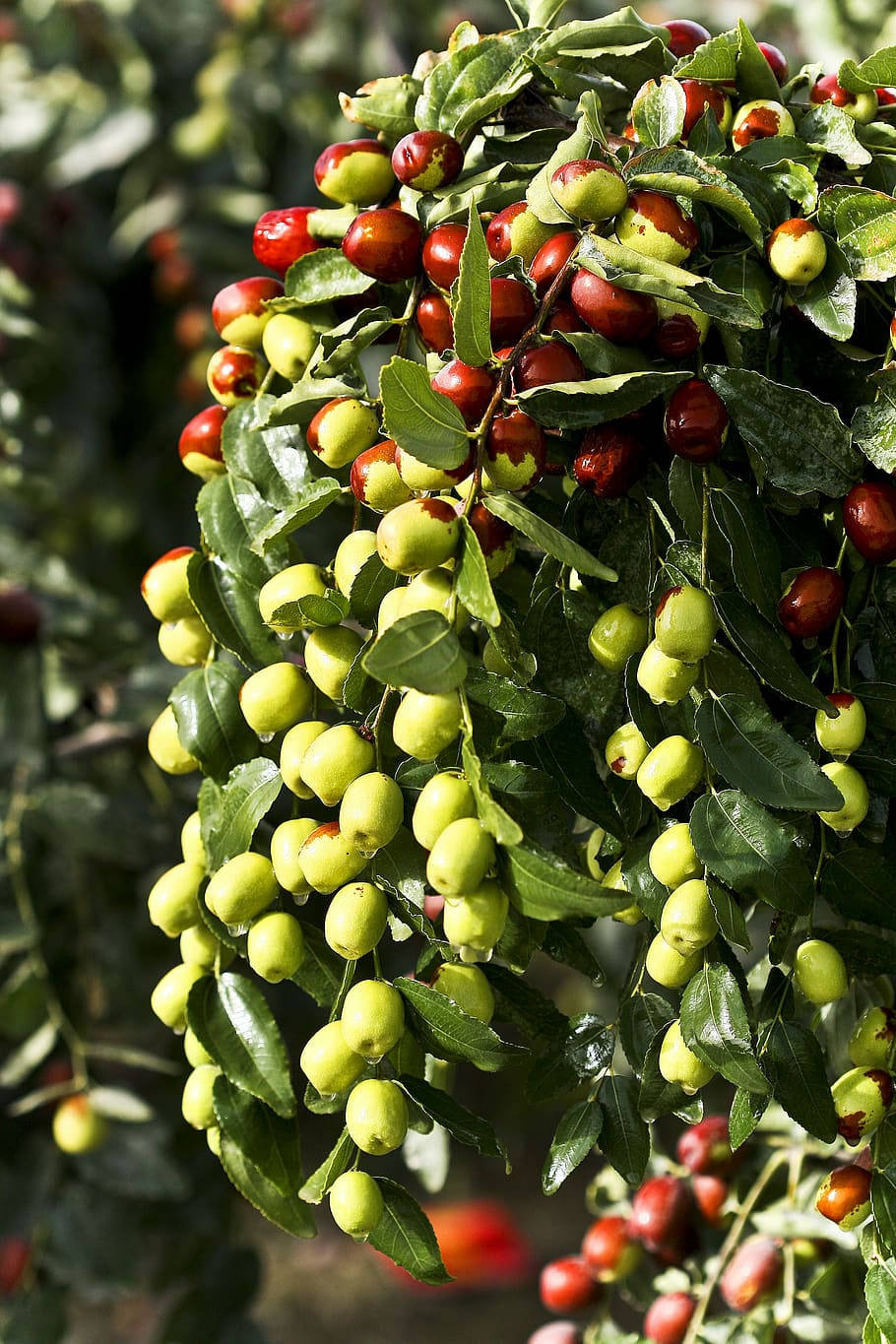 Branch Full Of Jujube Fruits